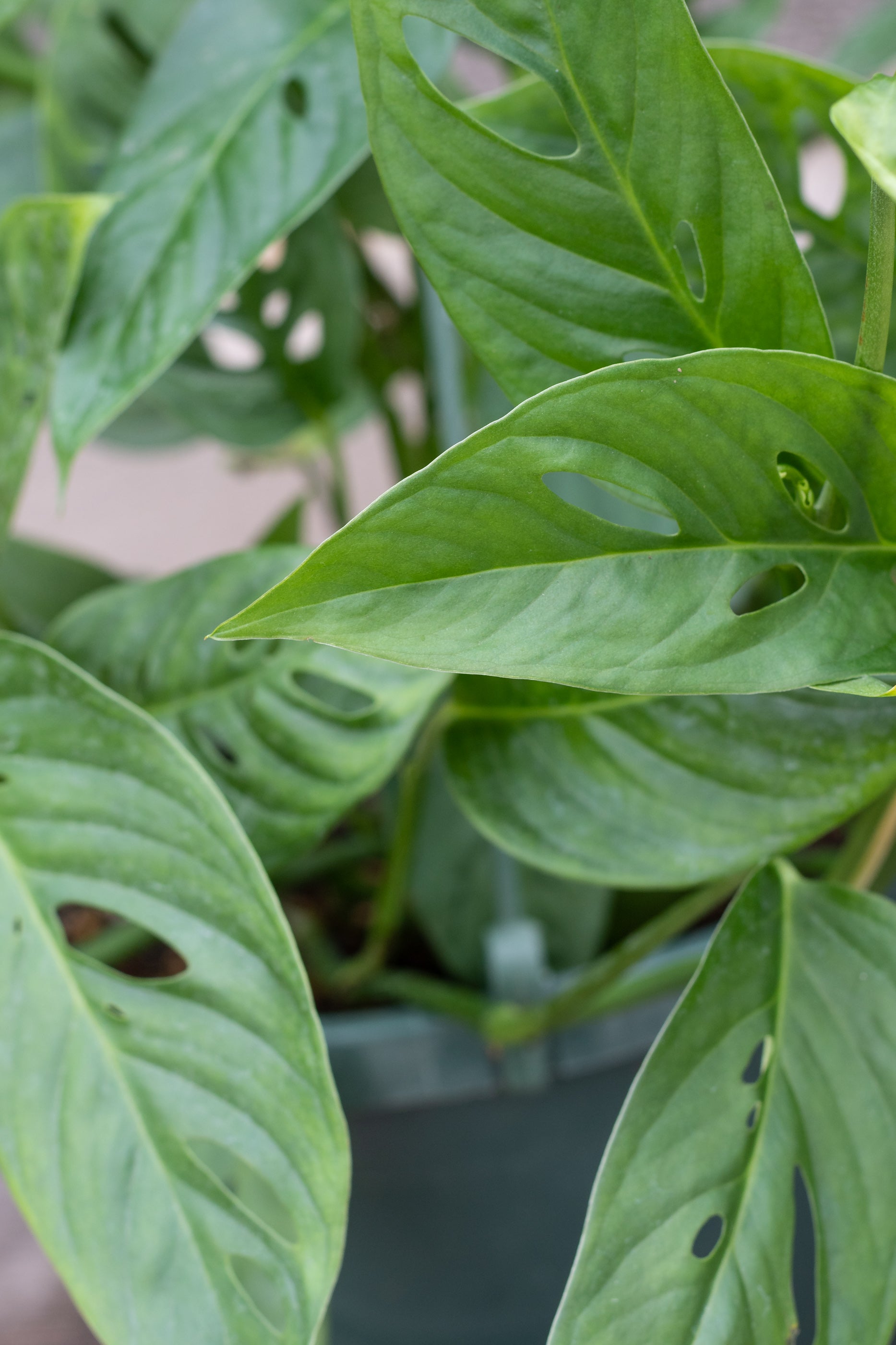 Close up of monstera adansonii narrow form leaves
