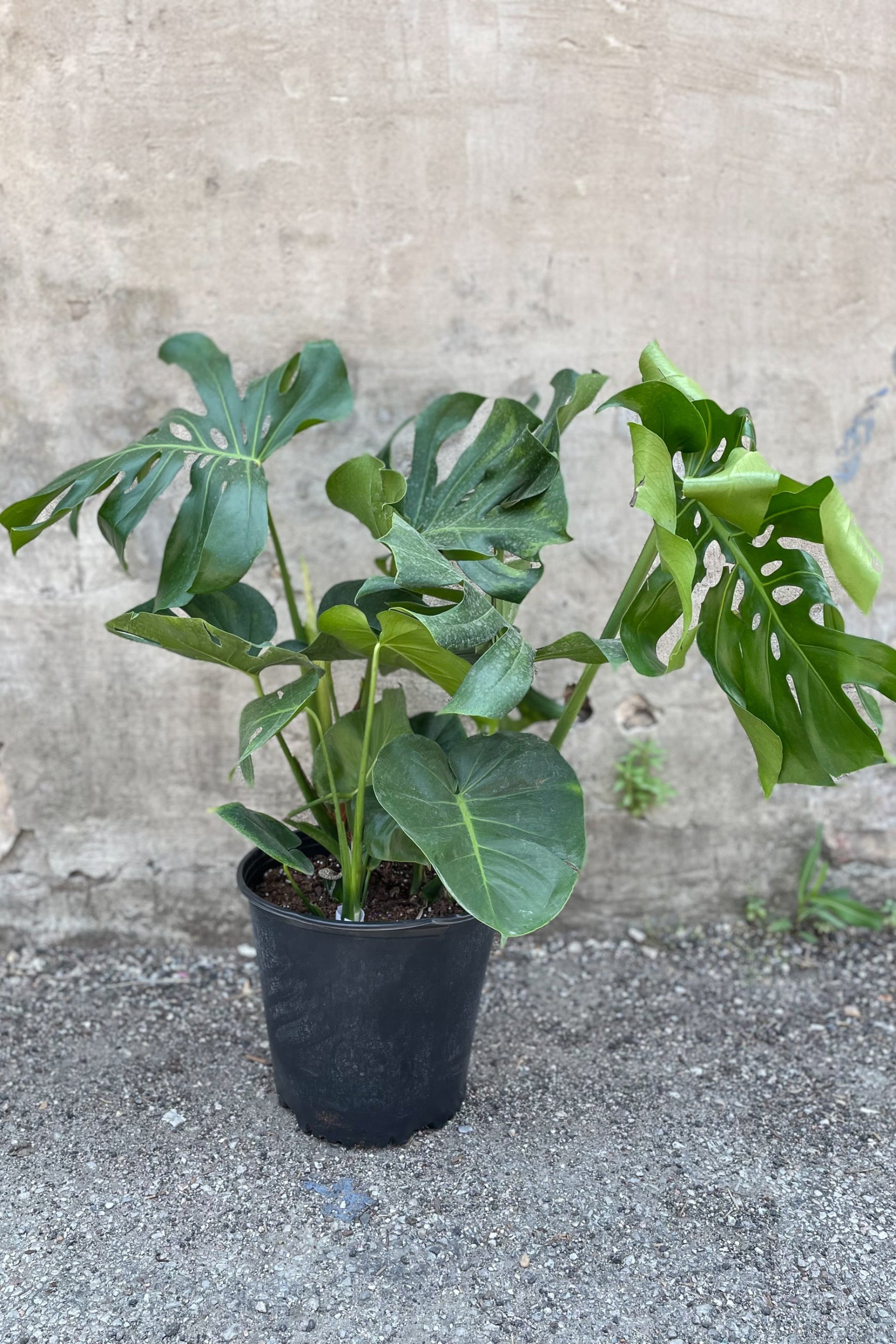 Large monstera deliciosa in front of concrete wall ©Sprout Home