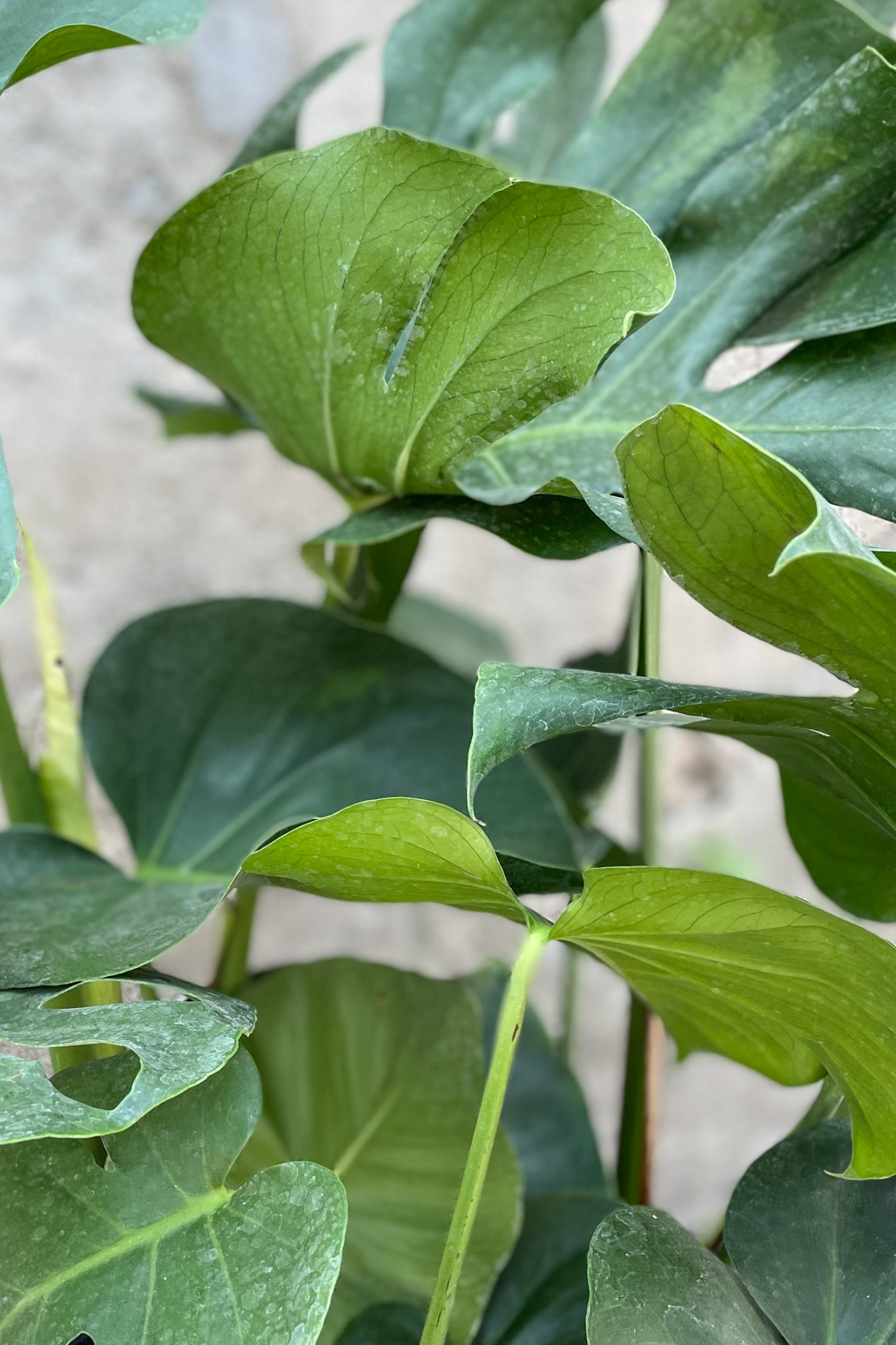 Close up of Monstera deliciosa leaves ©Sprout Home