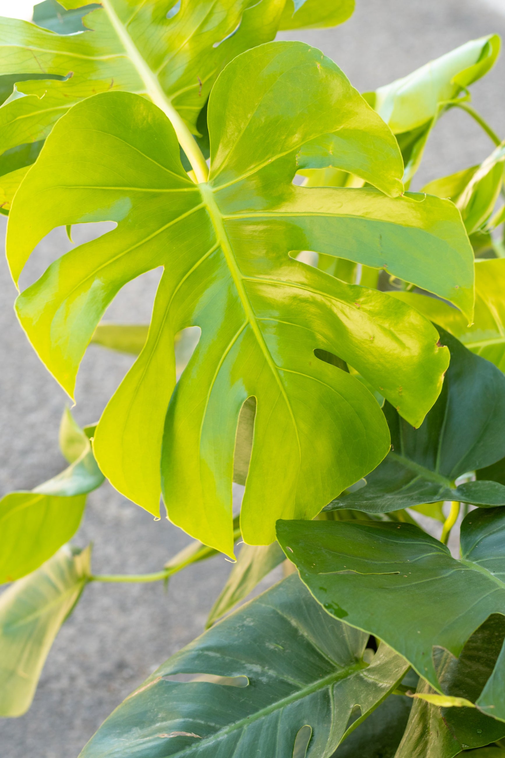 Close up of large new Monstera Deliciosa leaf ©Sprout Home