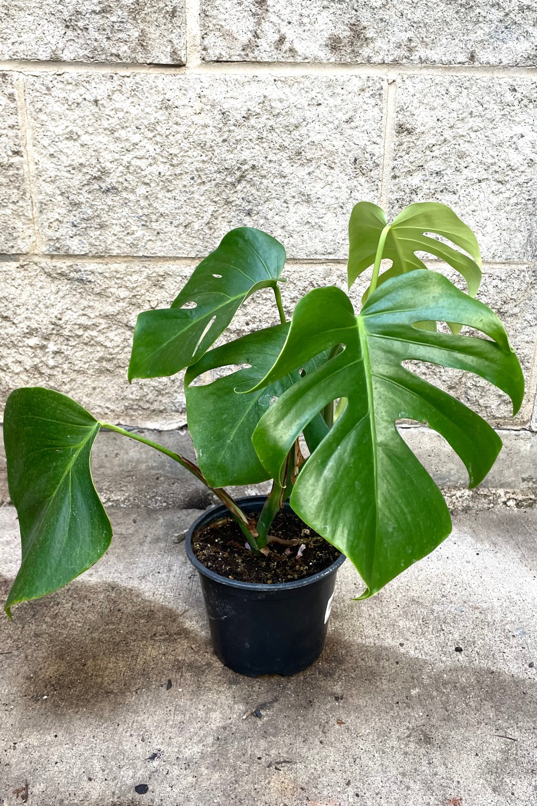 A full view of Monstera deliciosa 6" premium in grow pot against concrete backdrop ©Sprout Home