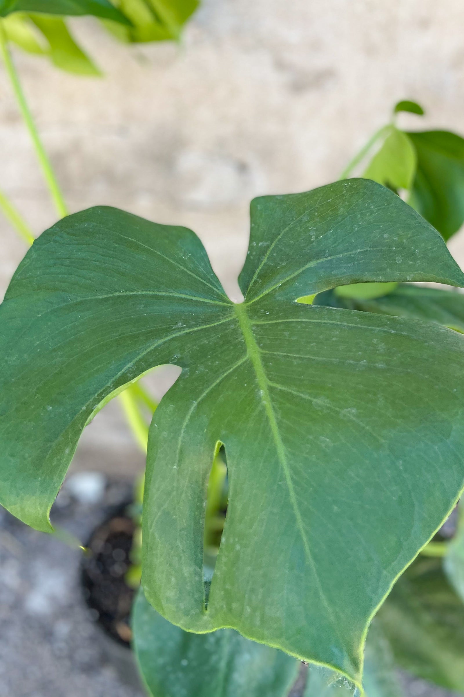 Monstera deliciosa 8
