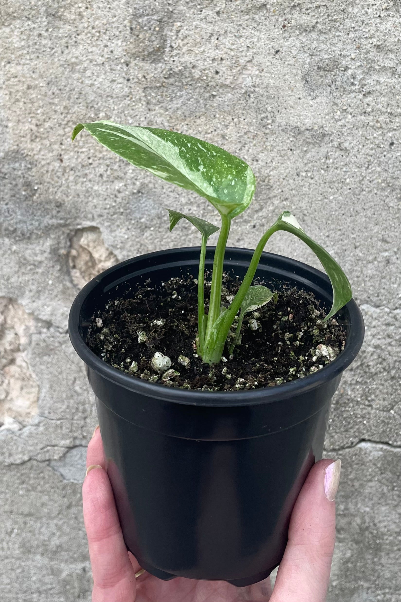 A hand holds Monstera deliciosa 'Thai Constellation' 4" in grow pot against concrete backdrop ©Sprout Home