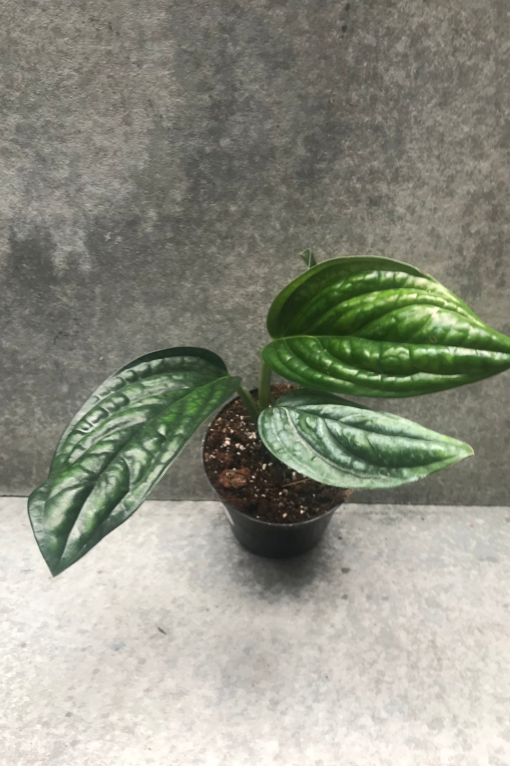 Monstera Peru in a 4" growers pot against a gray wall showing off the thick ovate green leaves ©Sprout Home