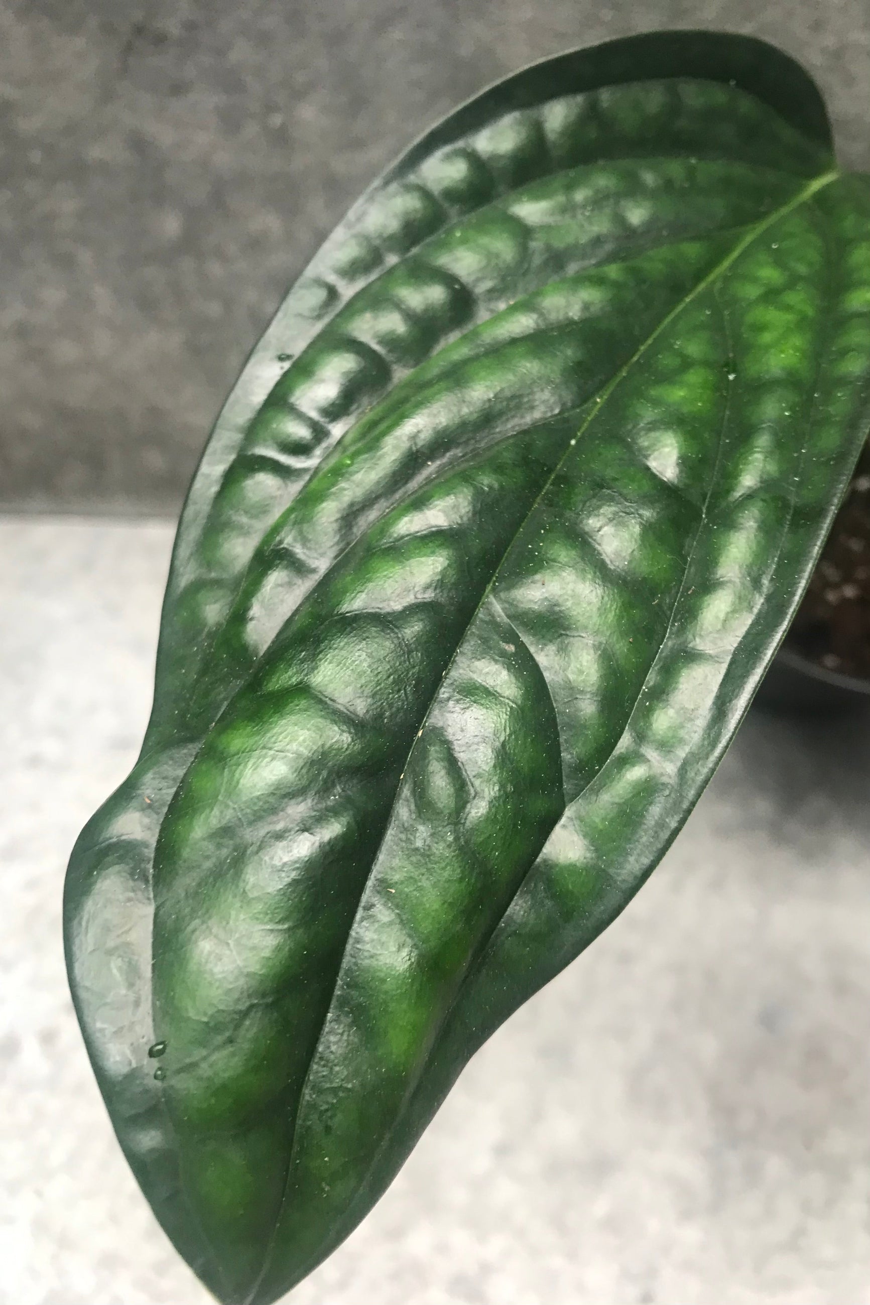 A close-up image of a Monstera karstenianum 'Peru' leaf with emerald green waxy foliage and visible venation.