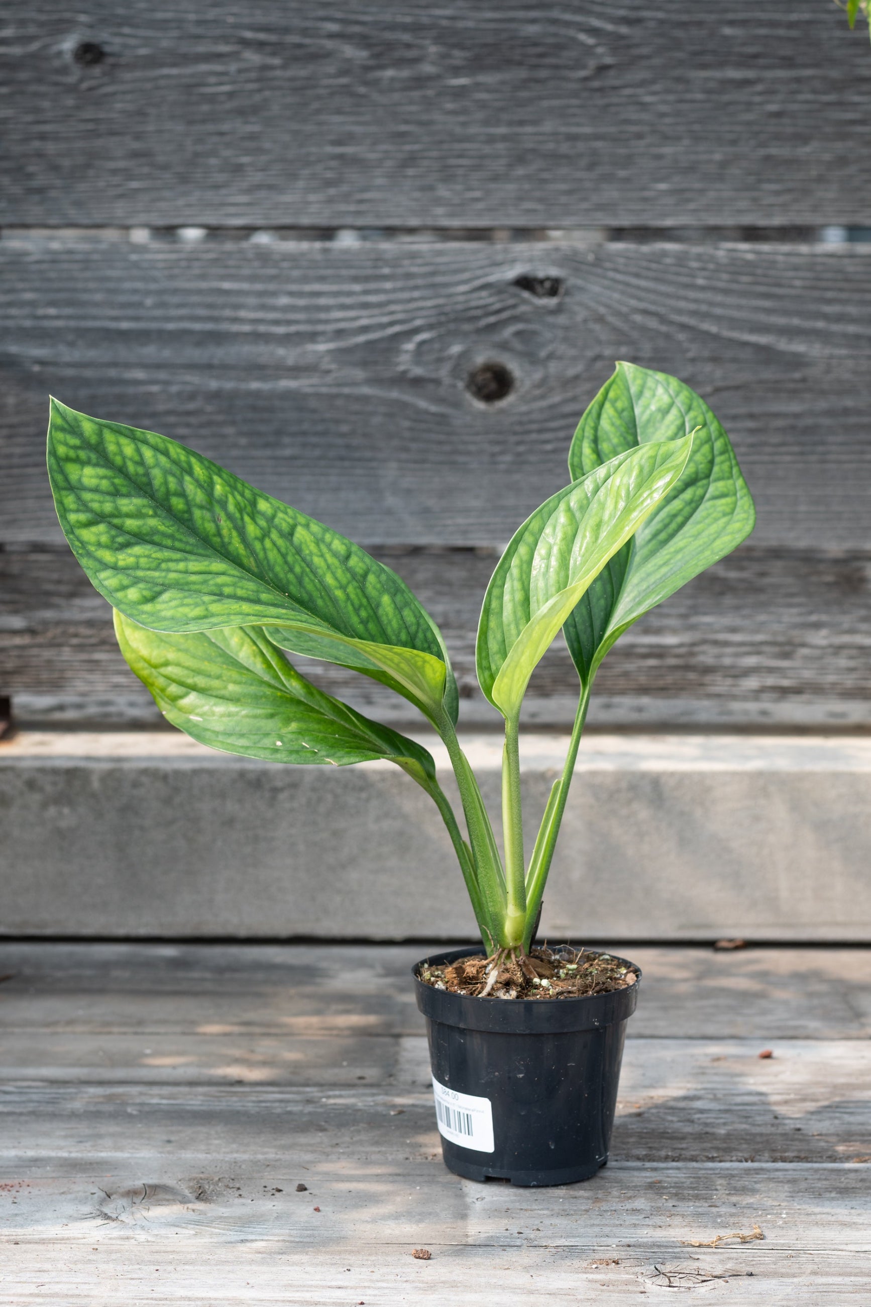 Monstera pinnatipartita in a 4" growers pot against a wood wall ©Sprout Home