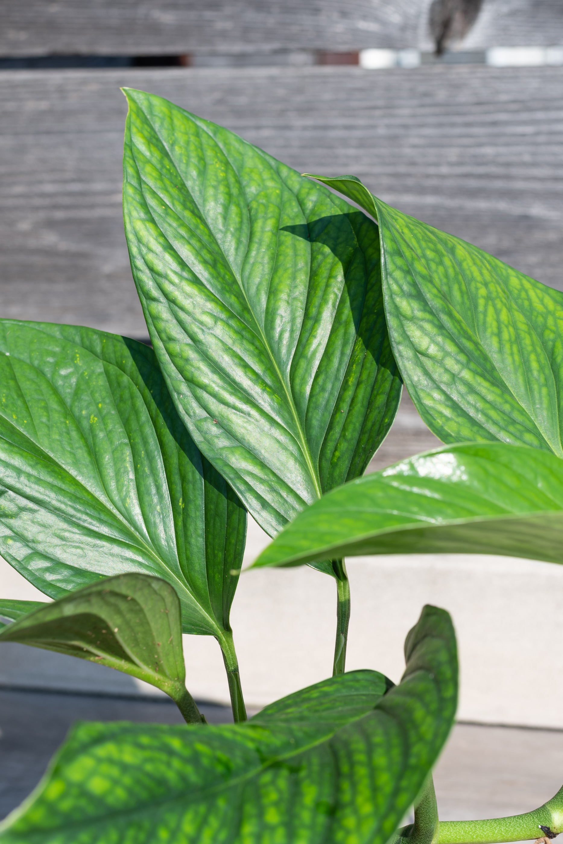 Close up of Monstera pinnatipartita leaves in the sunshine