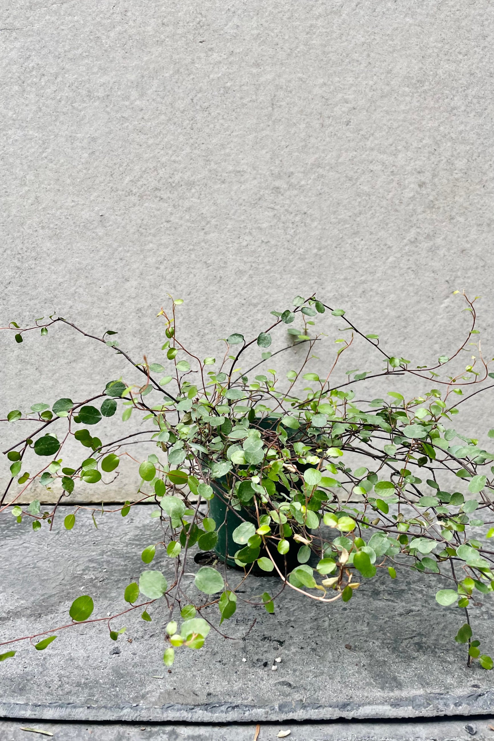 The Muehlenbeckia complexa sits in a 4 inch growers pot against a grey backdrop. ©Sprout Home