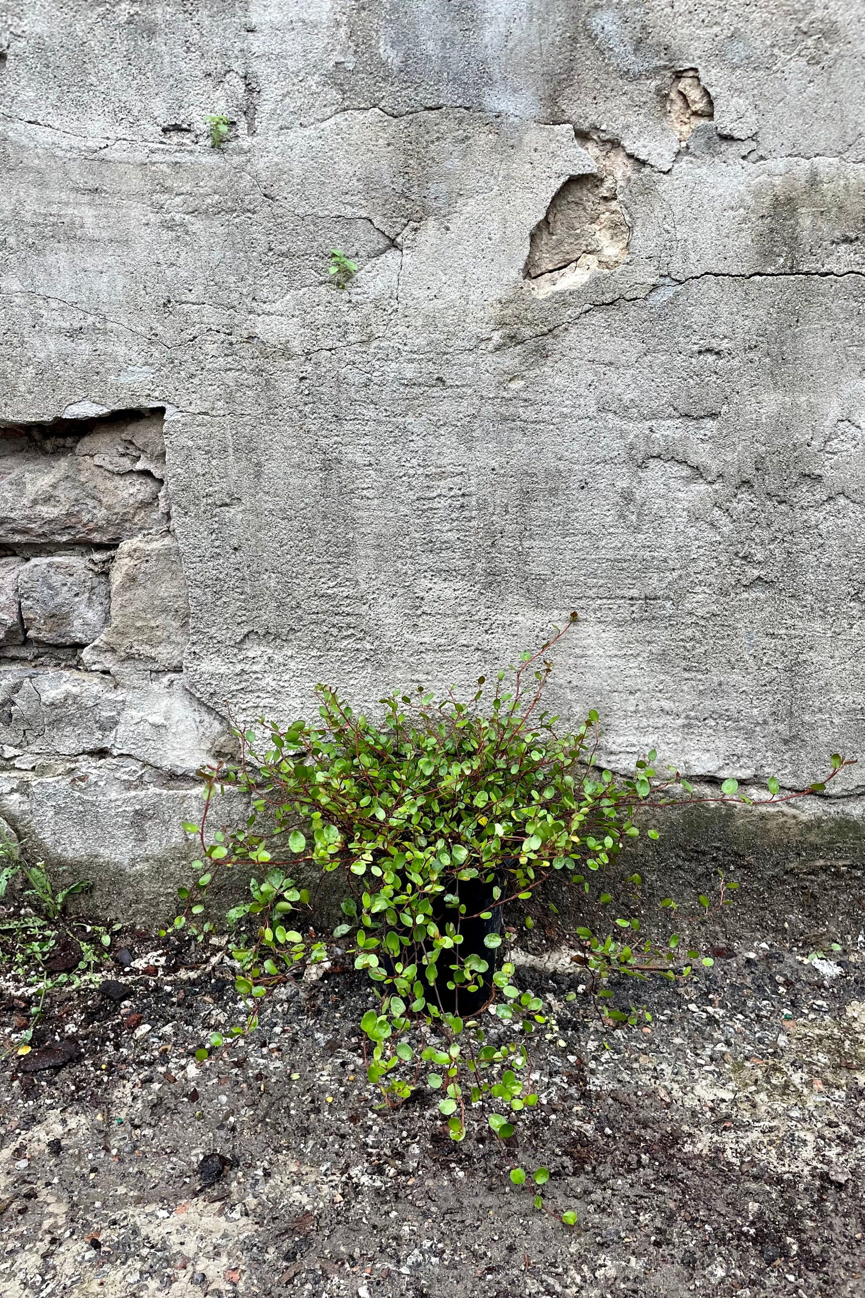 Muehlenbeckia complexa 4.5" against a grey wall ©Sprout Home