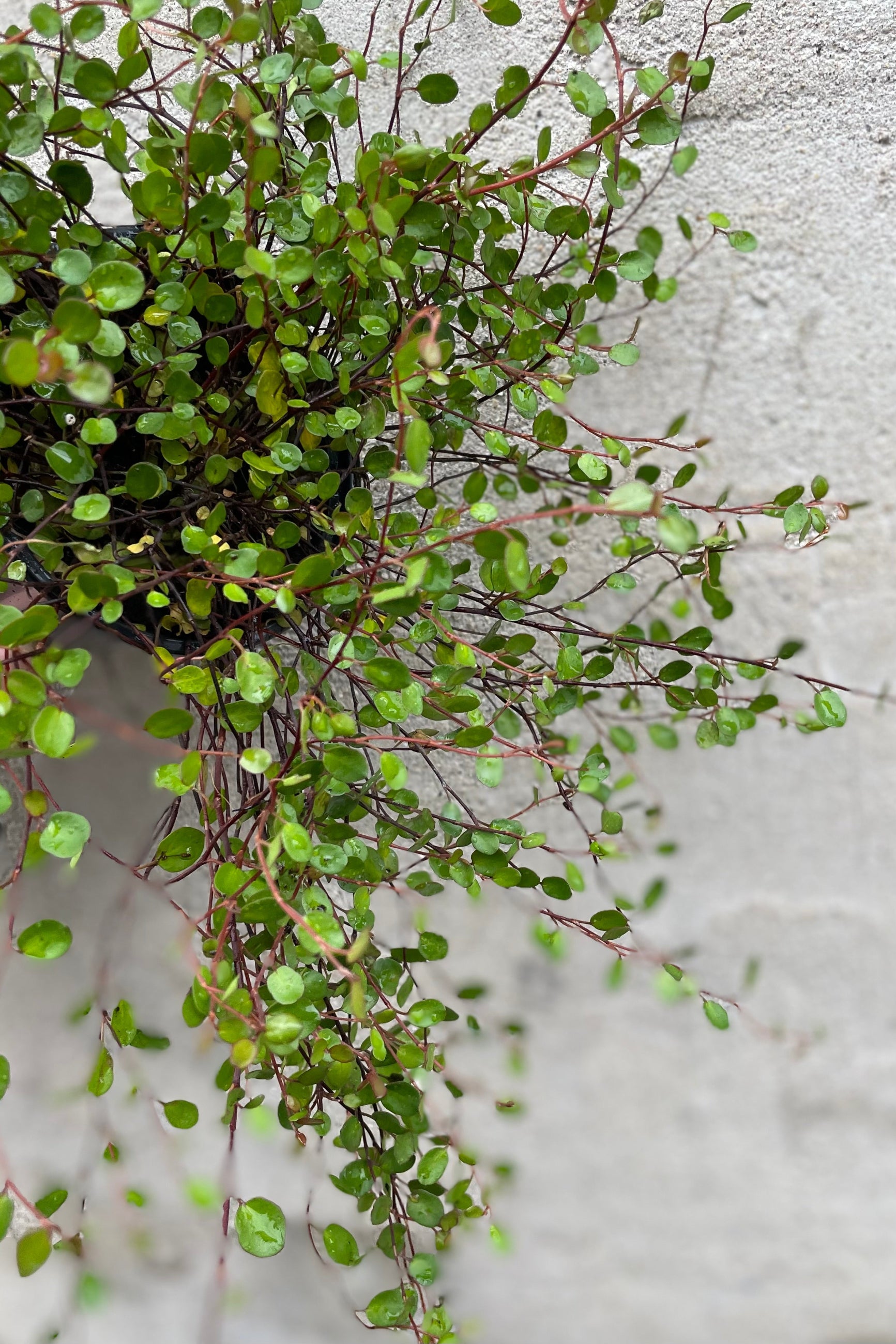 detail of Muehlenbeckia complexa 4.5" against a grey wall ©Sprout Home