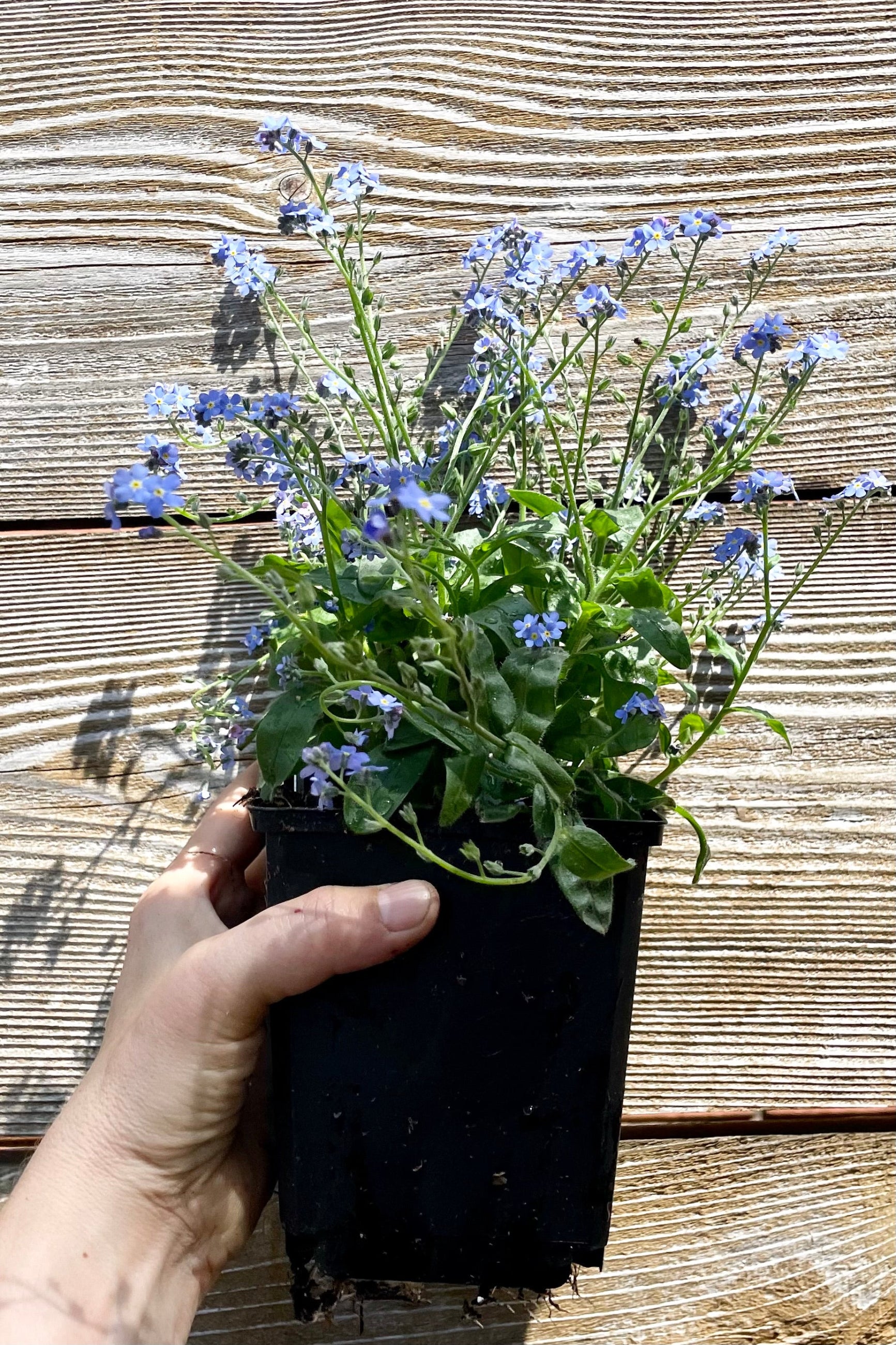 1qt size container of the Myosotis 'Victoria Blue' Forget-Me-Not perennial in bloom showing the blue flowers in the beginning of May being held against a wood fence at Sprout Home. ©Sprout Home