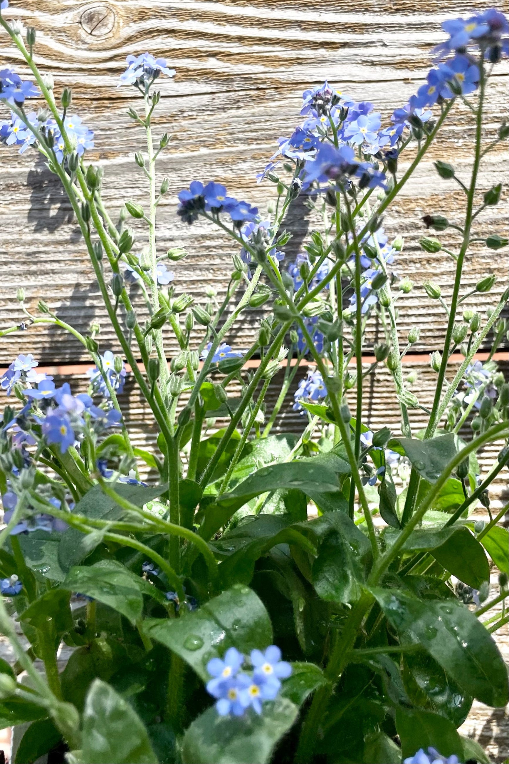 Detail picture of the light blue flowers of the Myosotis 'Victoria Blue' Forget-Me-Not perennial in bloom the beginning of May against a wood fence at Sprout Home. ©Sprout Home