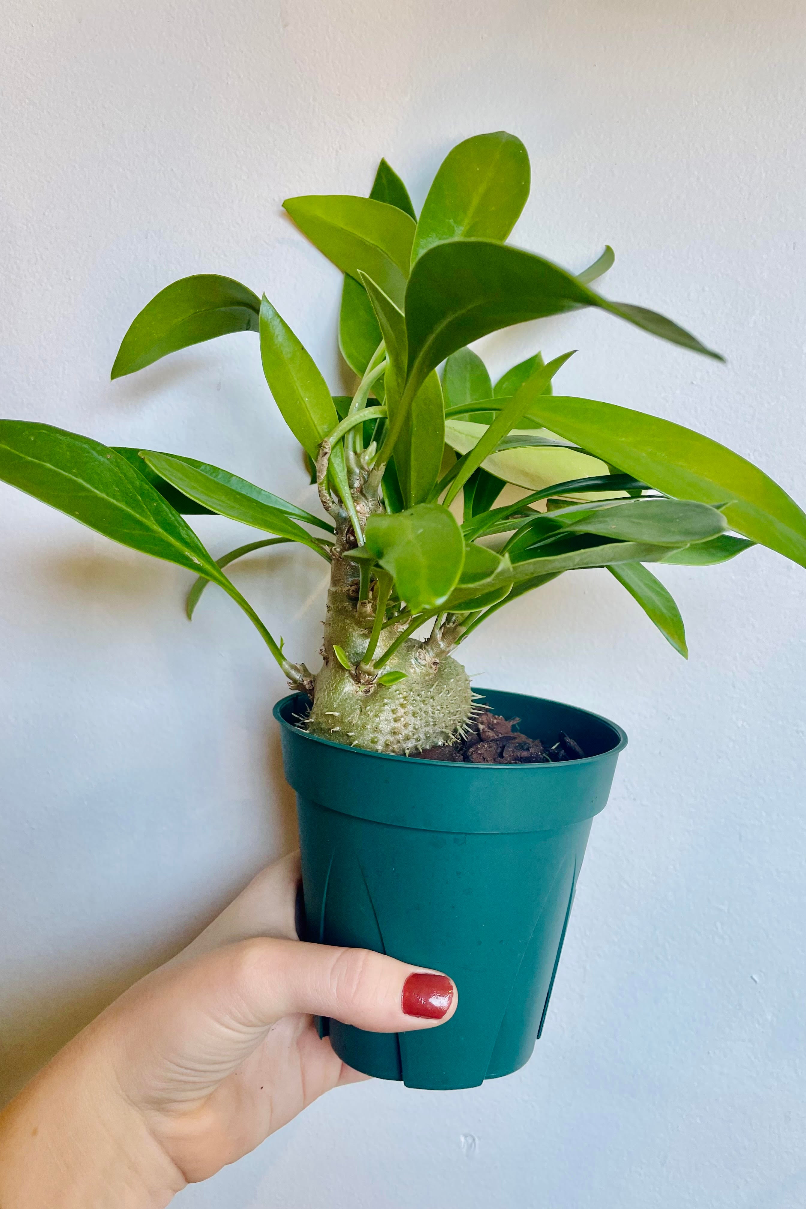 A hand holds a type of Myrmecodia 5" against a white wall