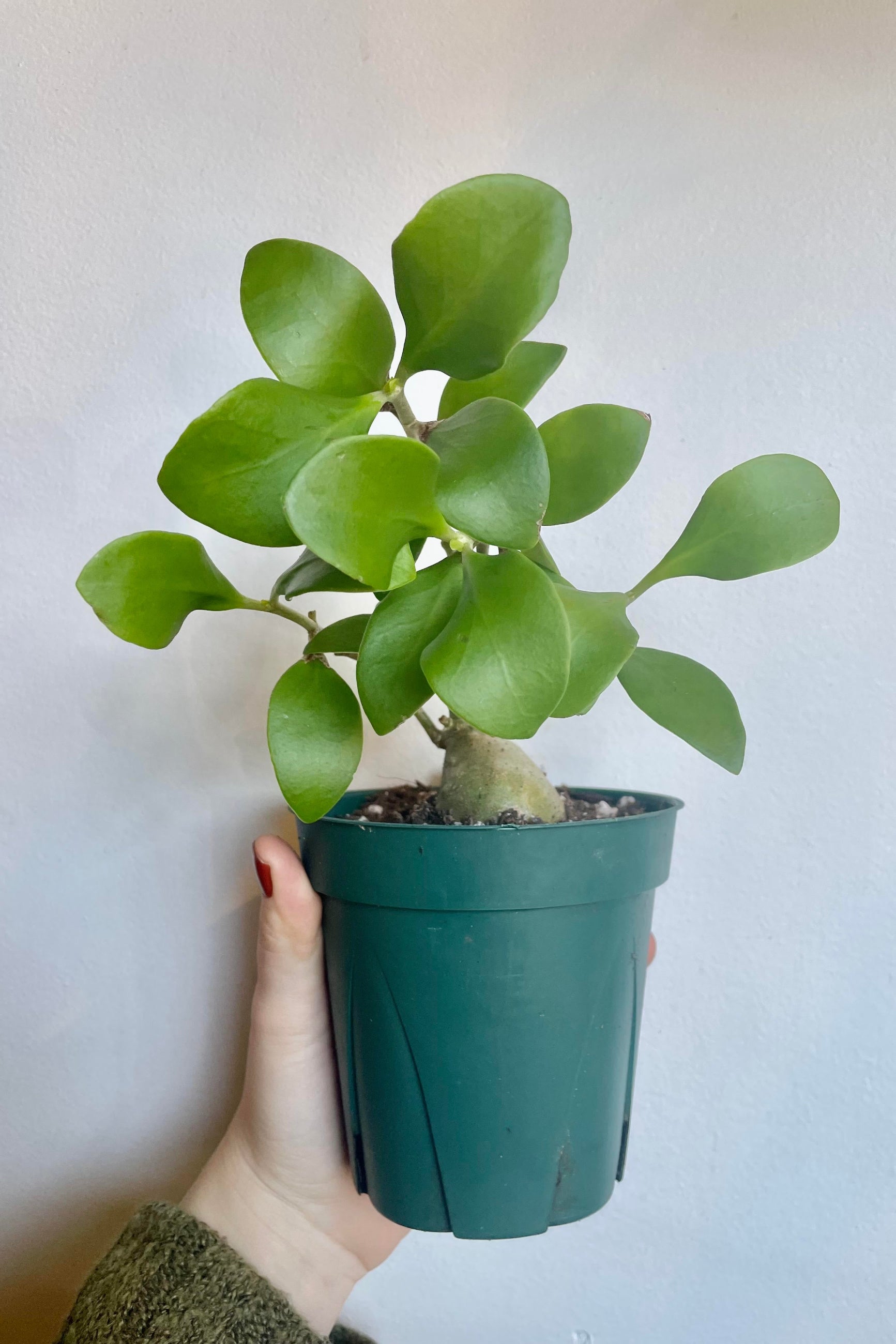 A type of Myrmecodia 5" is held against a white backdrop ©Sprout Home