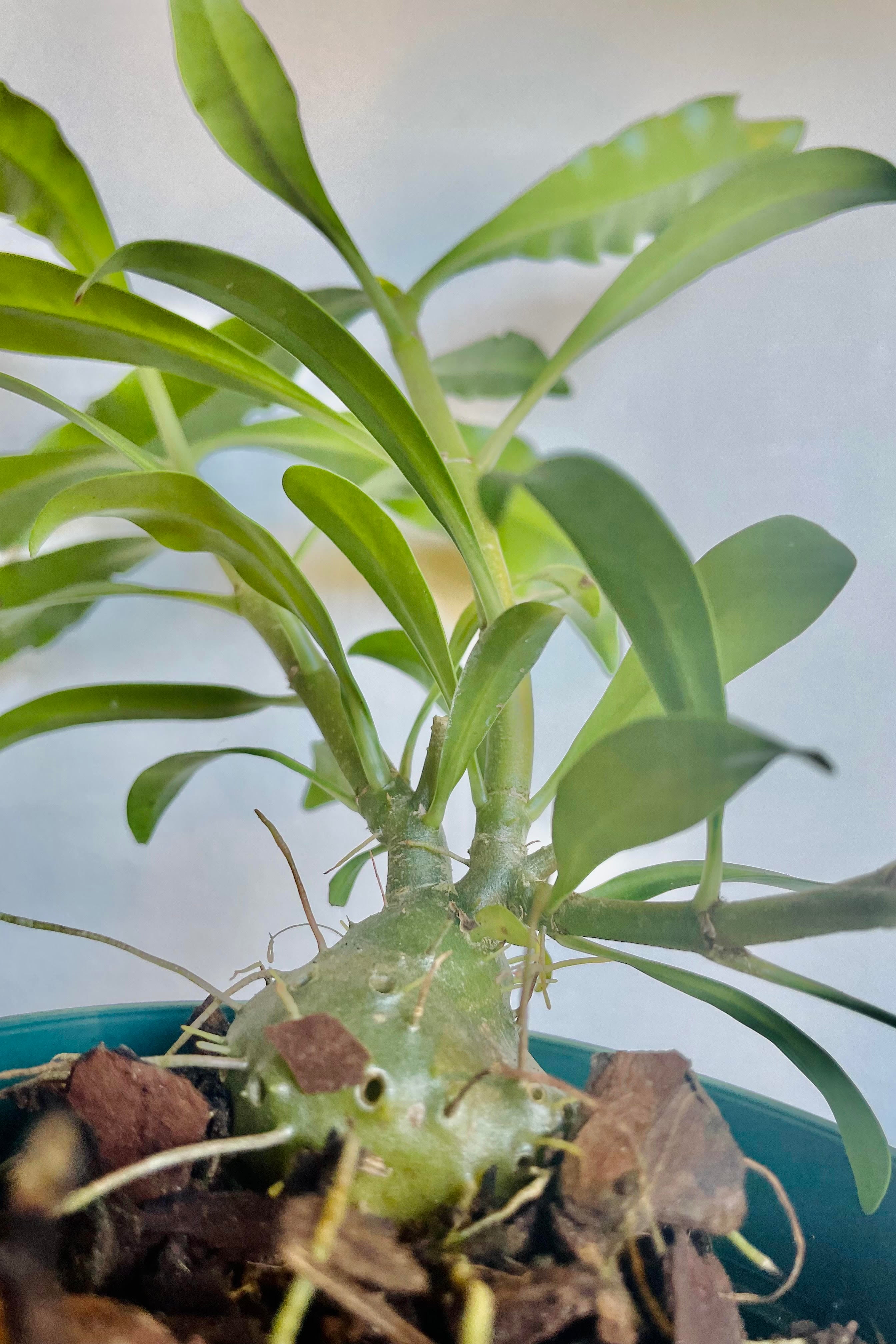 A detailed look at a type of Myrmecodia 5"