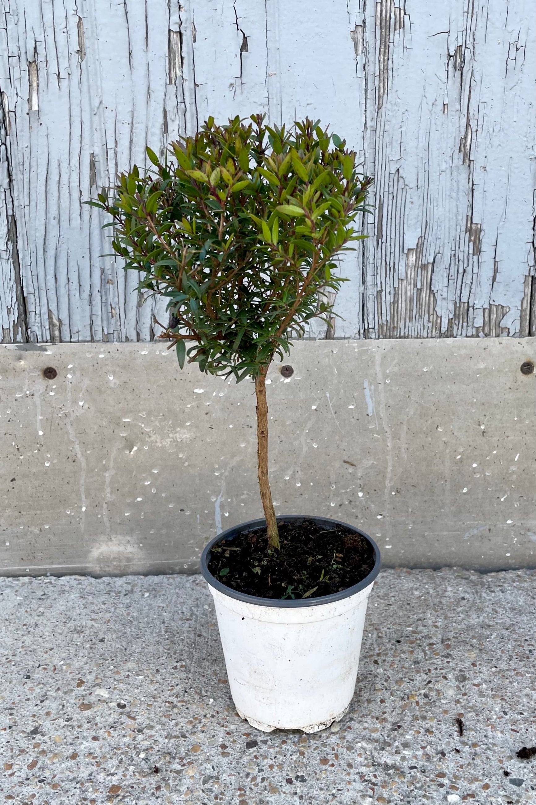 Myrtus communis "Myrtle" standard form in a 4" growers pot against a grey worn wall at Sprout Home. ©Sprout Home