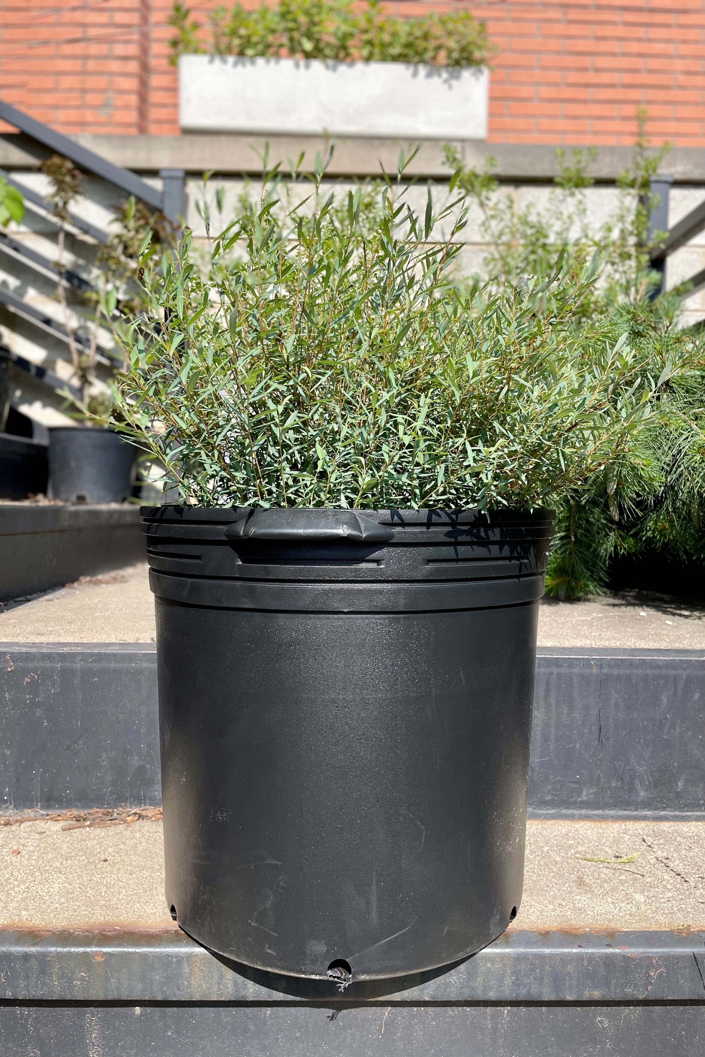 Grow Pot 14" with a plant against sprout home's garden