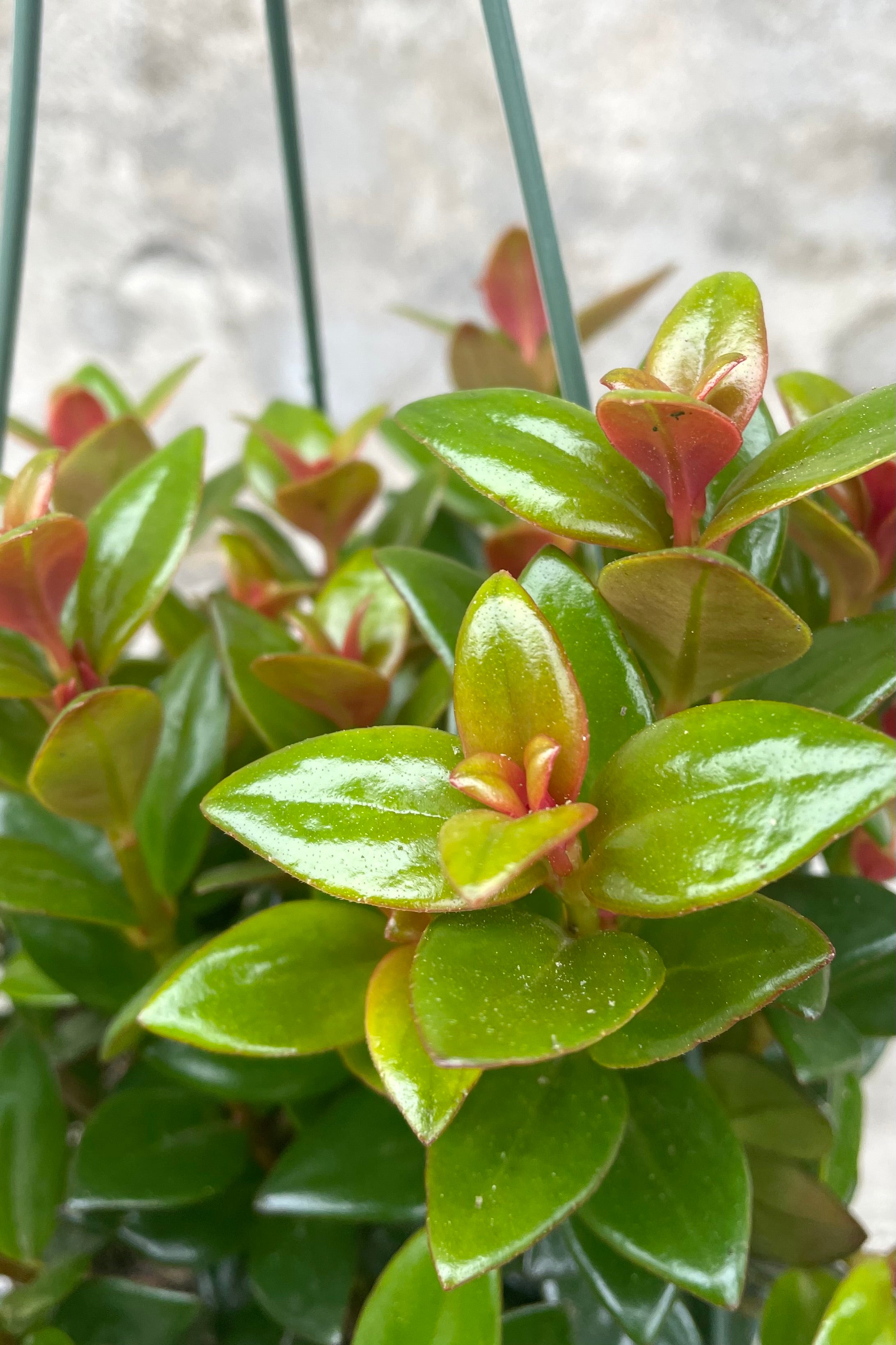A detailed view of Nematanthus hyb. 'Black Gold' 6" against concrete backdrop