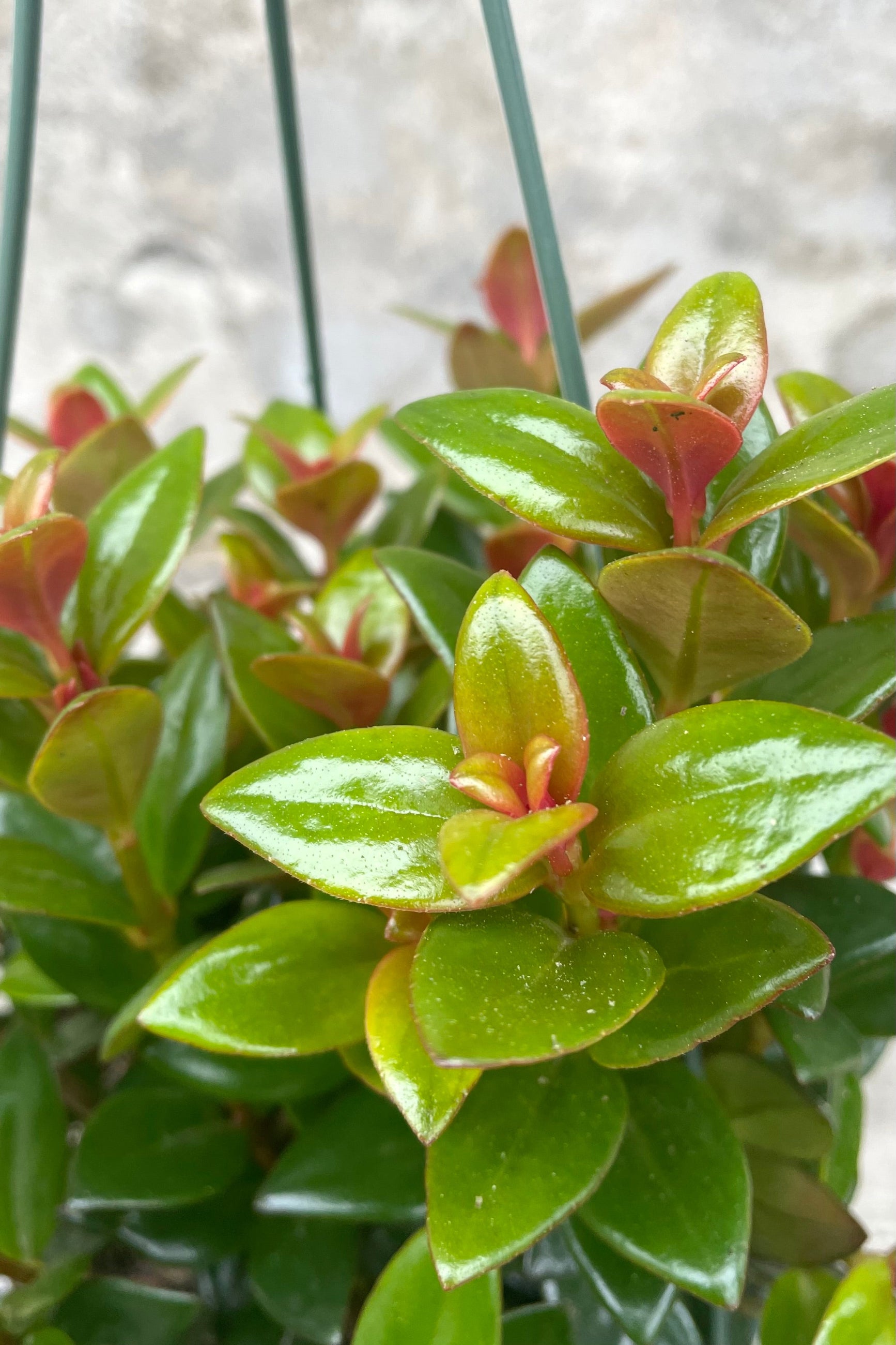 A detailed view of Nematanthus hyb. 'Black Gold' 6" against concrete backdrop ©Sprout Home