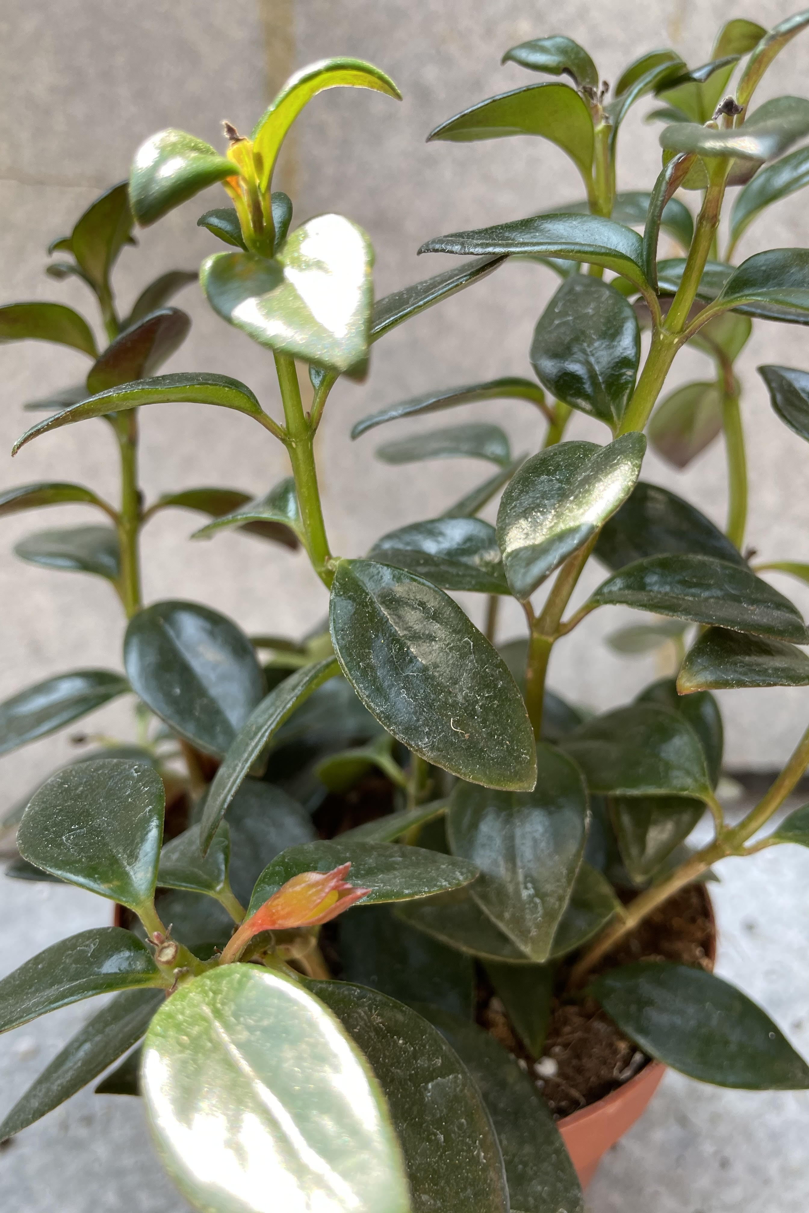Nematanthus gregarious "Goldfish Plant" 4"