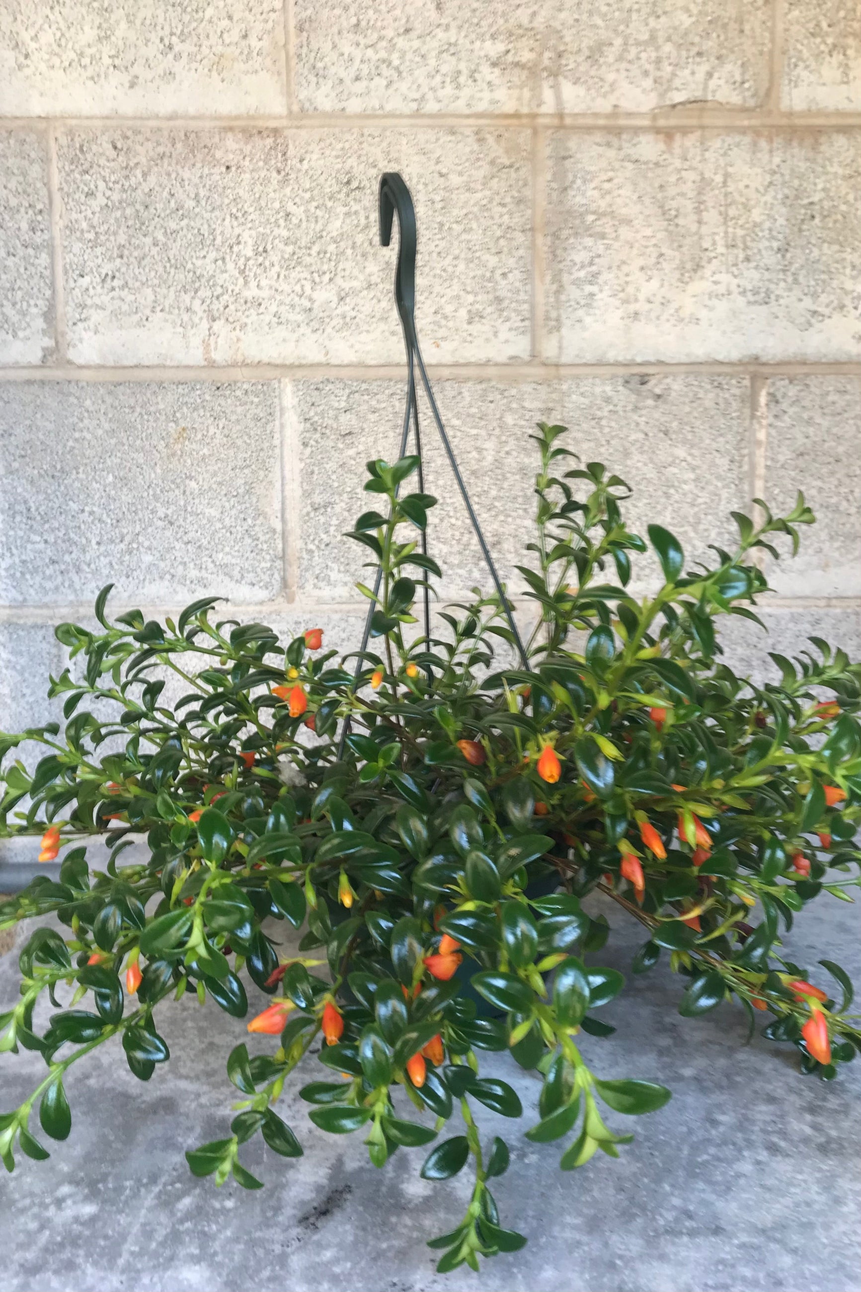 Nematanthus "Goldfish Plant" in hanging grow pot in front of concrete wall ©Sprout Home