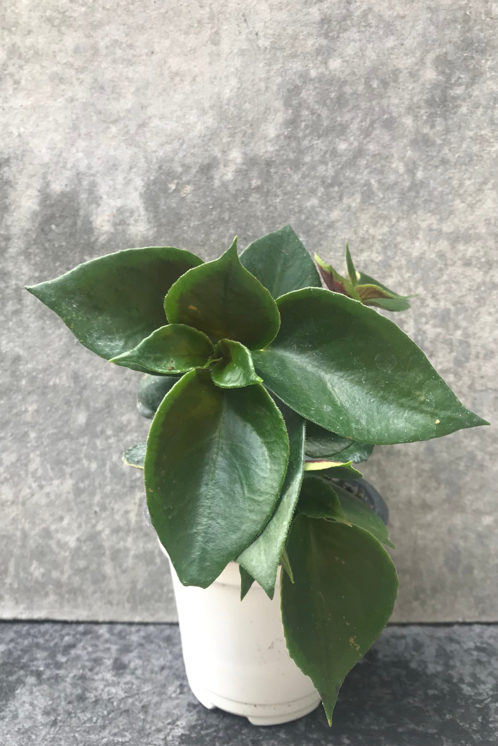 Nematanthus green and red leaves ©Sprout Home