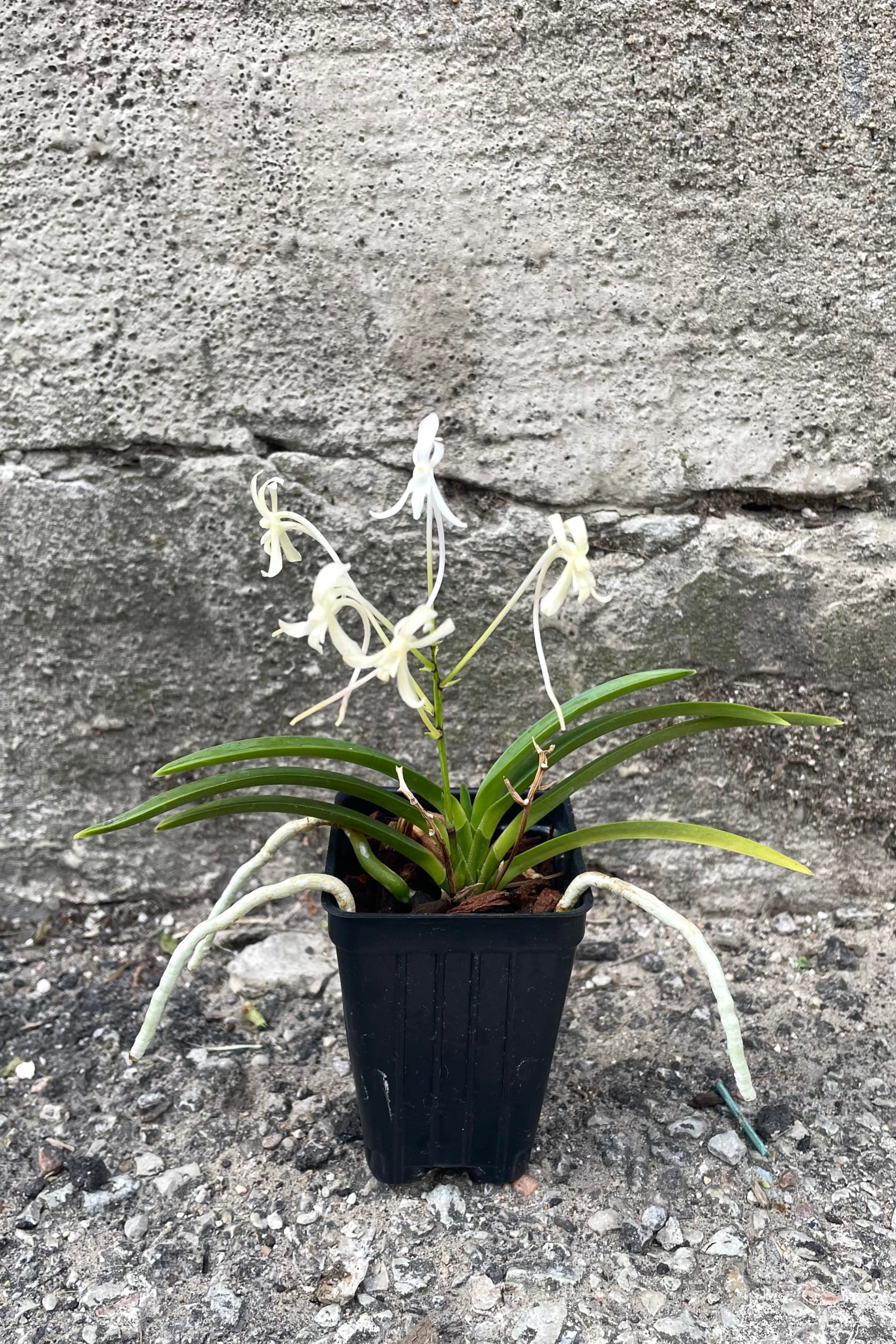A full-body view of the 3" Neofinetia orchid against a concrete backdrop ©Sprout Home
