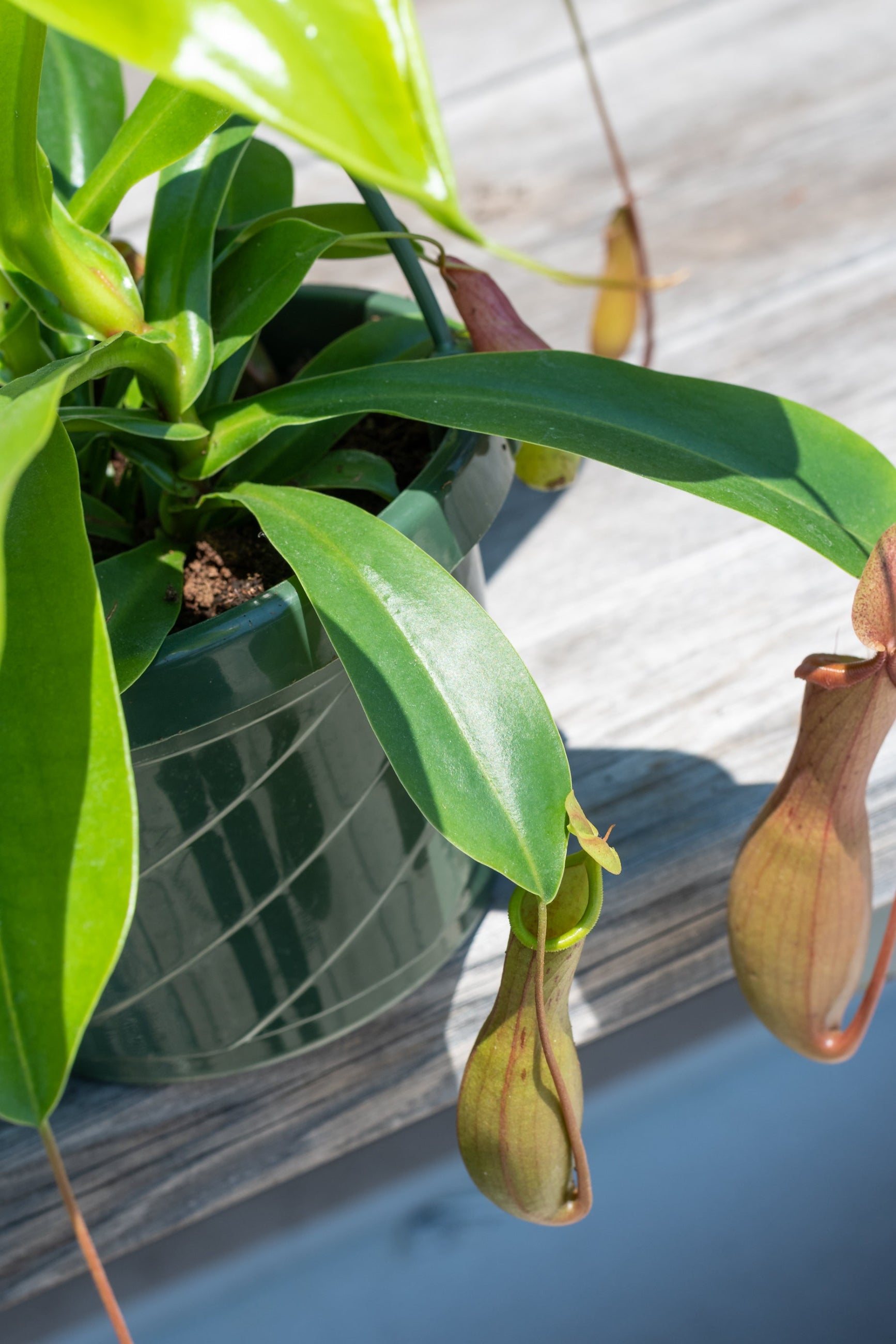 Close up of Nepenthes sp. "Pitcher Plant" pitchers hiding under leaves ©Sprout Home