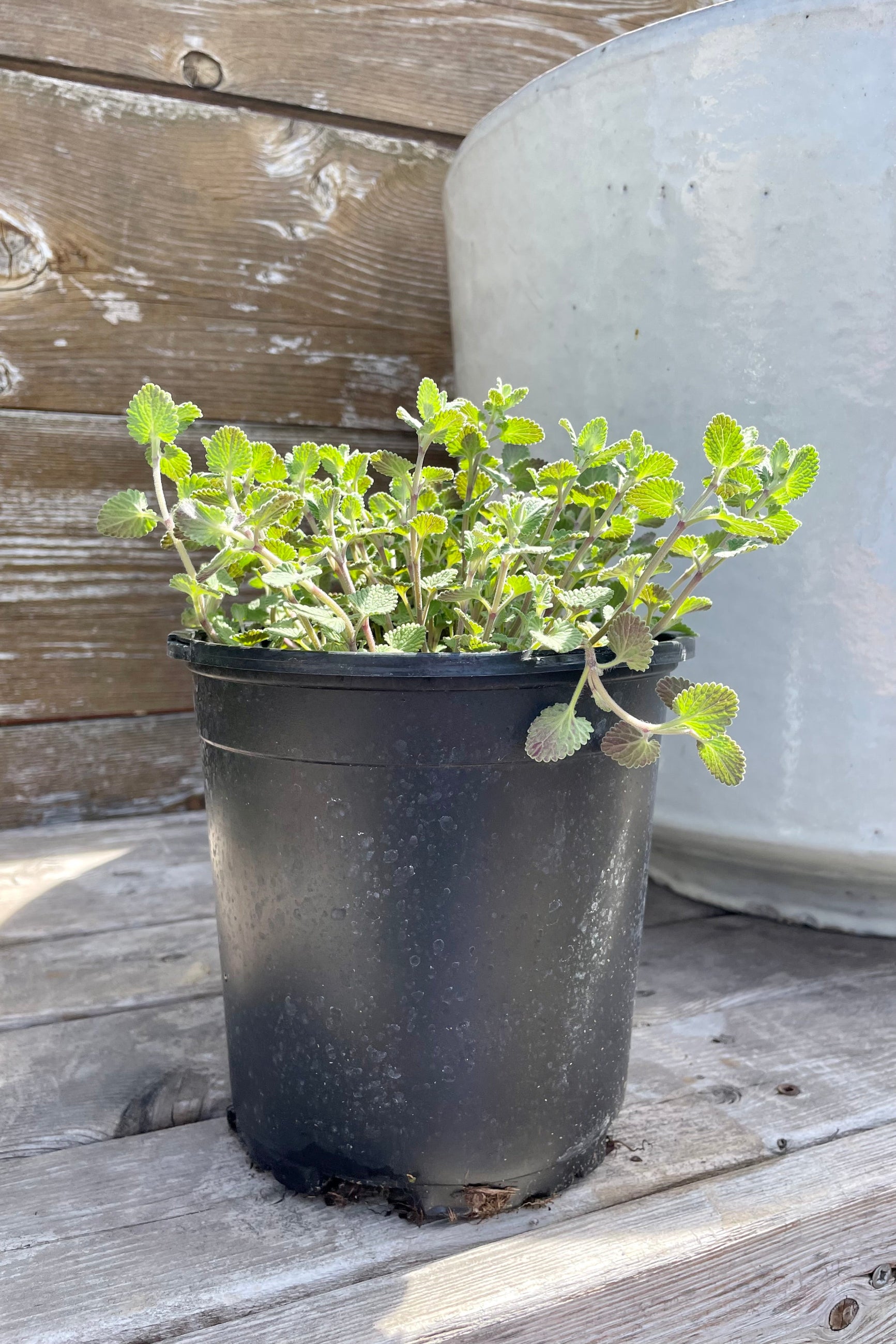 Nepeta 'Early Bird' the middle of April in a #1 growers pot. ©Sprout Home