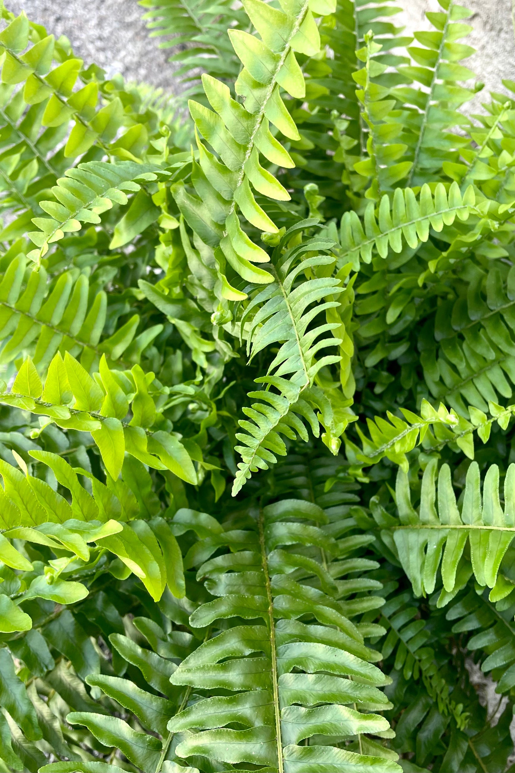 A detailed view of the Nephrolepis "Boston Fern" 6" against a concrete backdrop ©Sprout Home