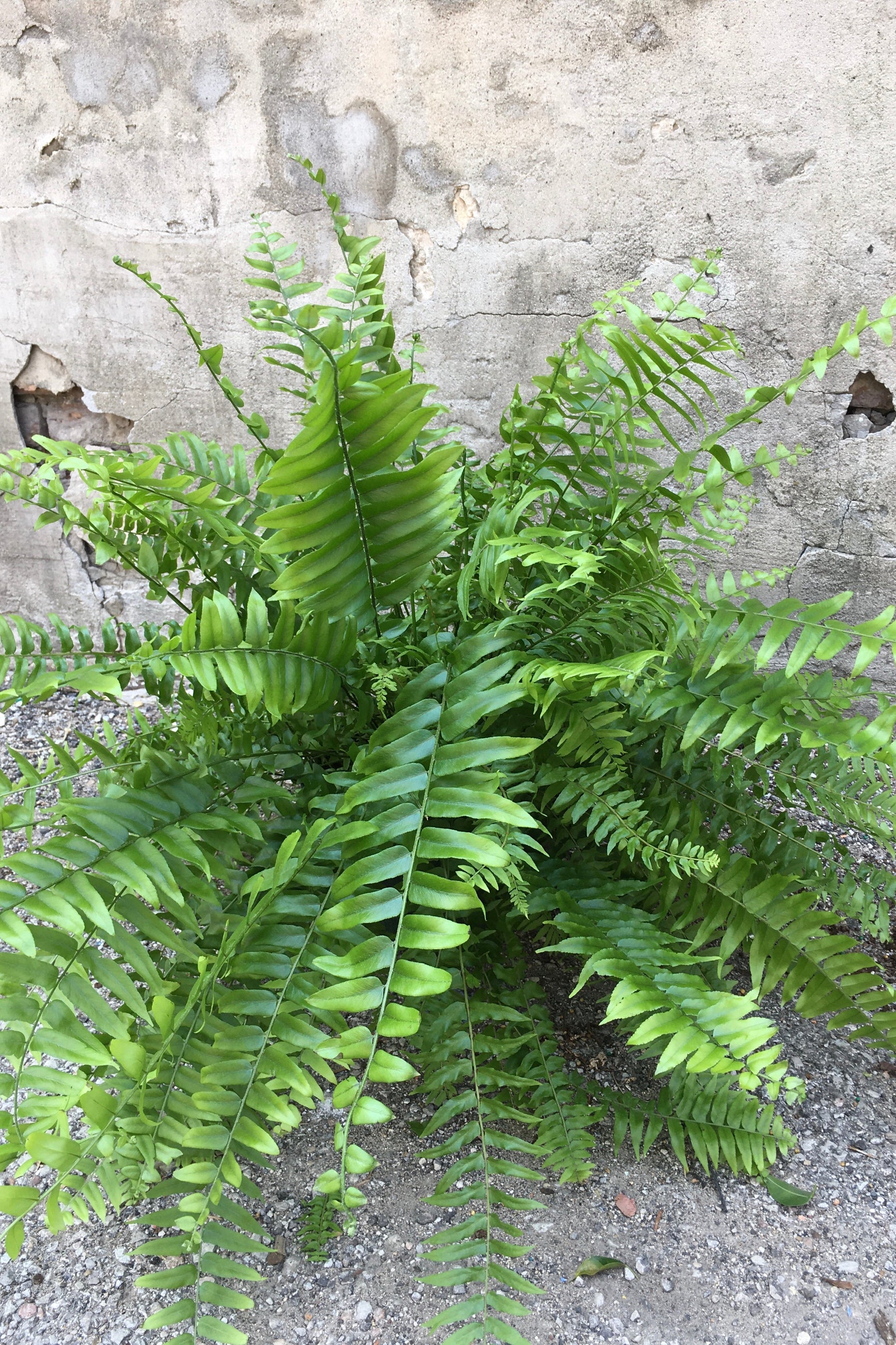 Nephrolepsis biserrata 'Macho' fern in a 10" growers pot. ©Sprout Home