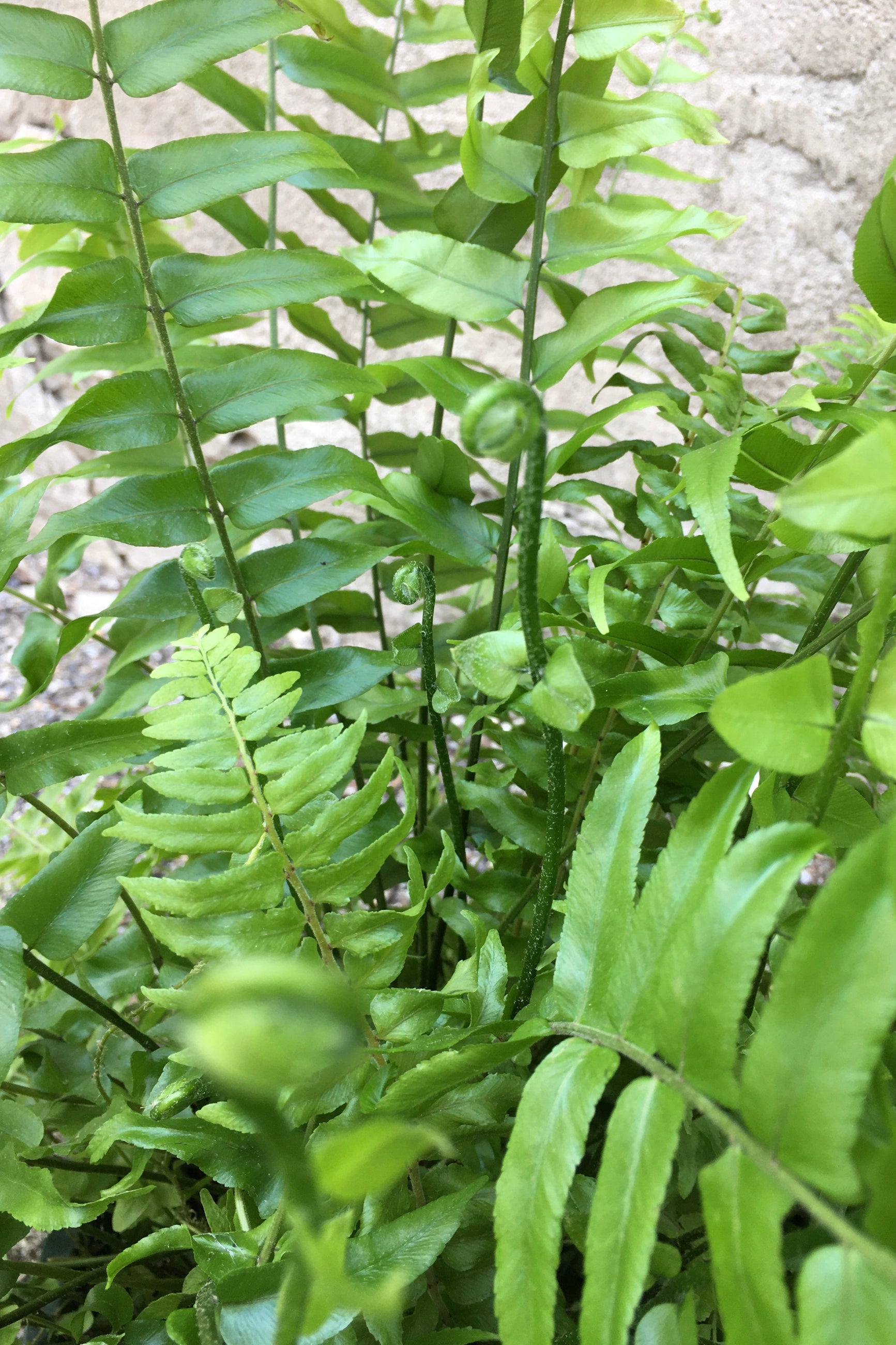 Detail picture of the fronds of a Macho fern. ©Sprout Home