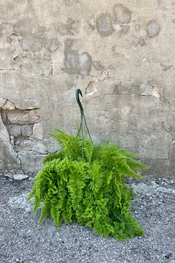 Nephrolepis exaltata 'Smithii' "Cotton Candy Fern" 8" in a green hanging basket growers pot with green fluffy leaves against a grey wall