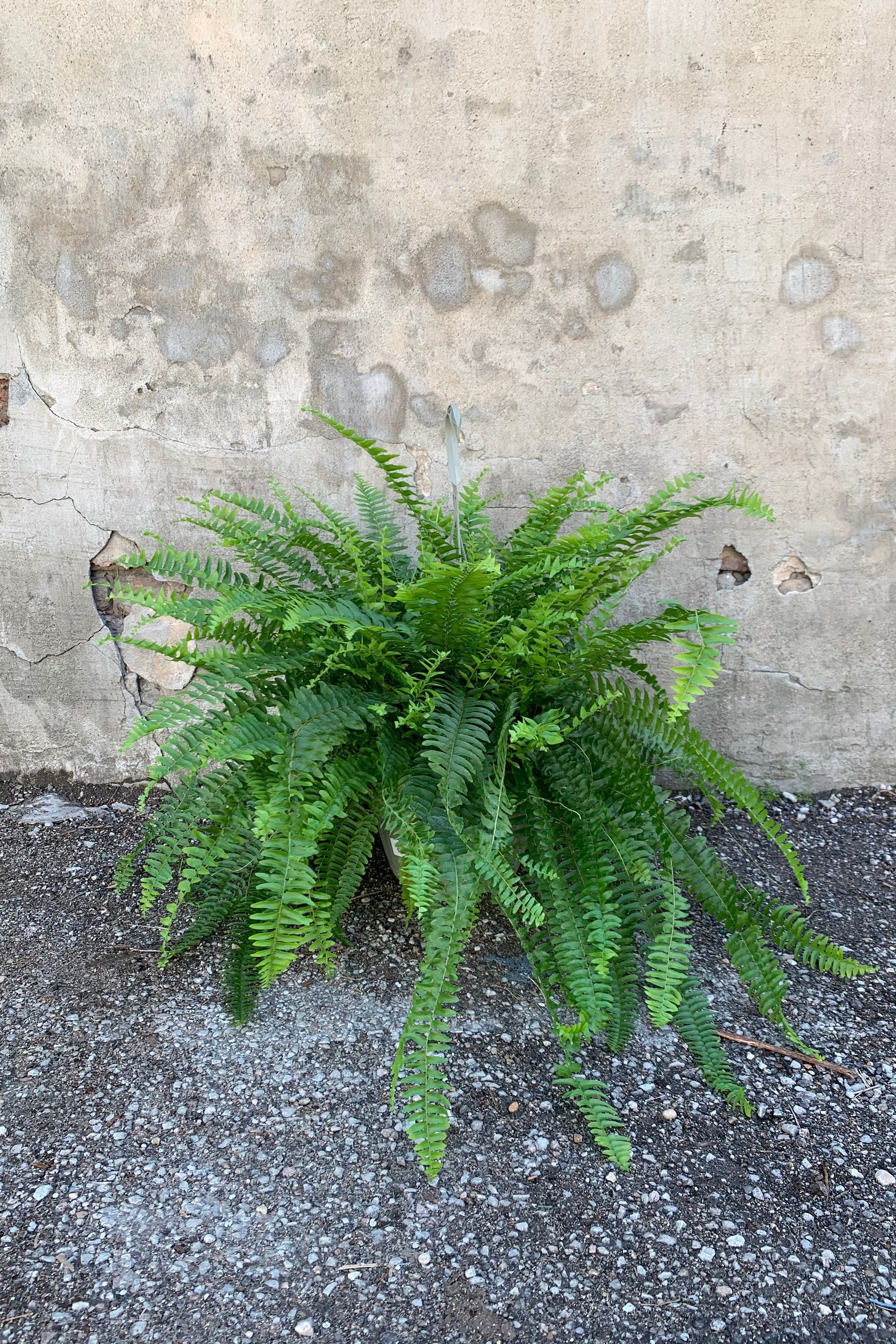 Boston Fern in a 10 inch pot against a grey wall.