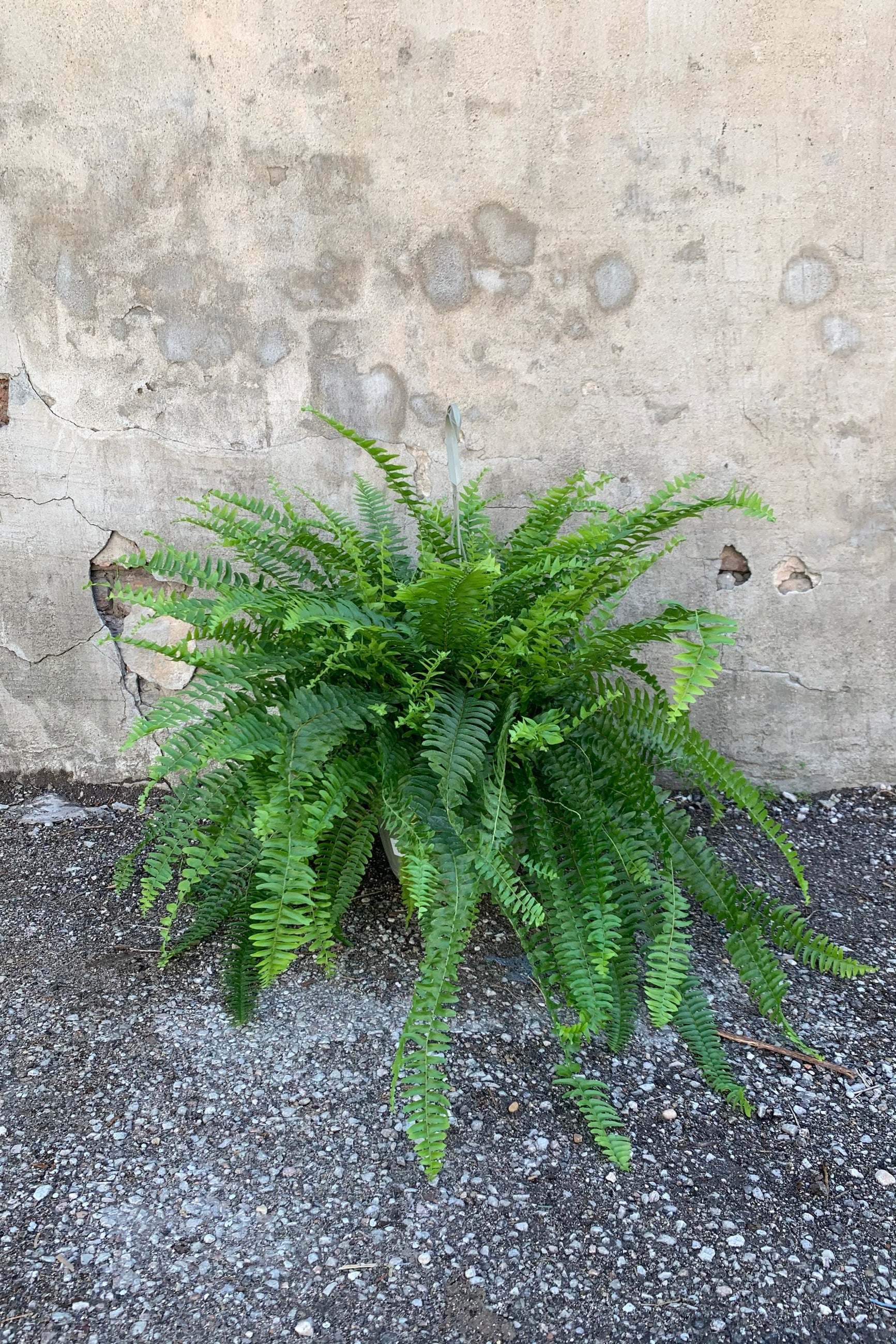 Boston Fern in a 10 inch pot against a grey wall. ©Sprout Home