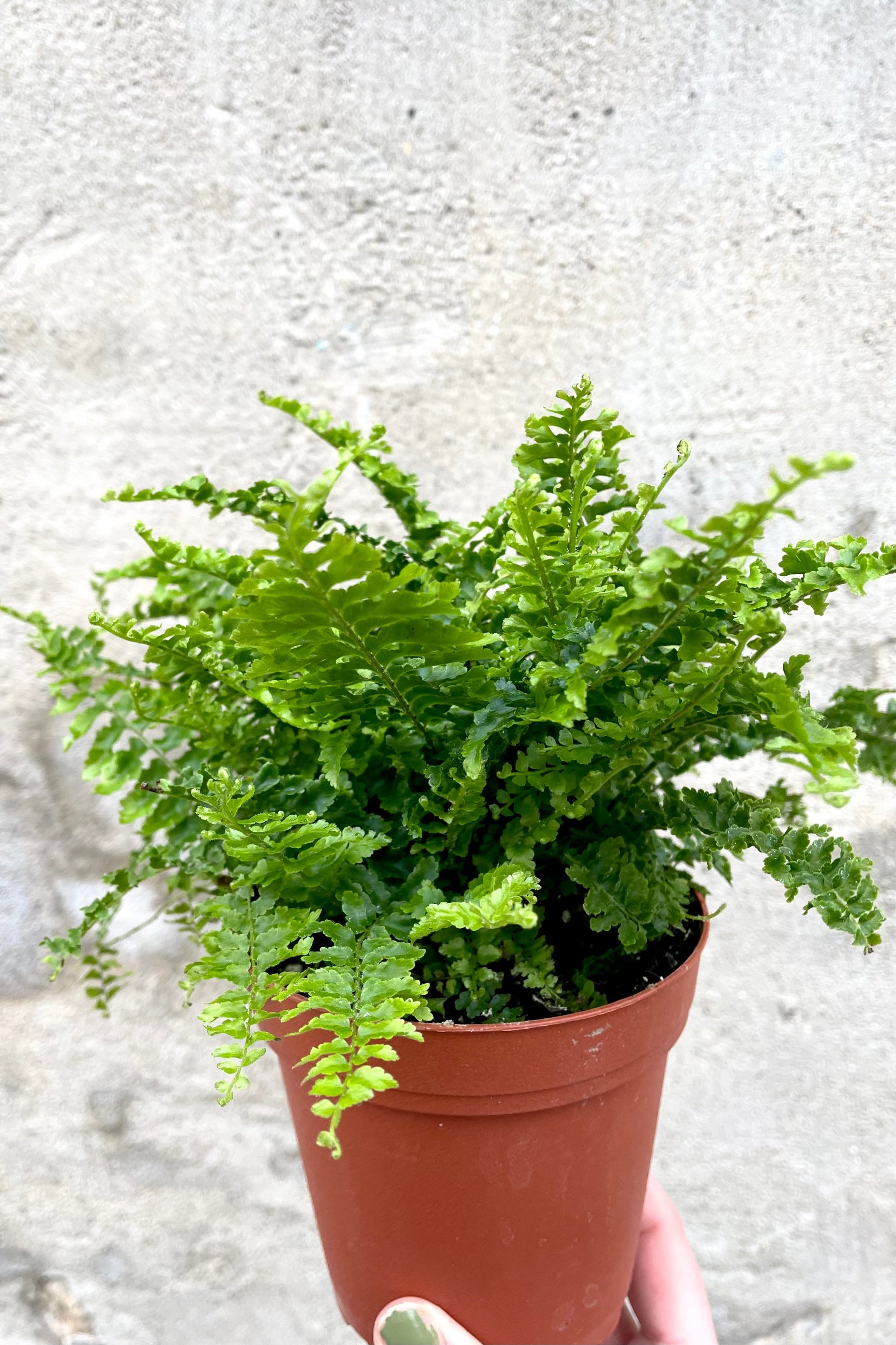 A hand holds Nephrolepis exalata 'Corditas' 4" in grow pot against concrete backdrop ©Sprout Home