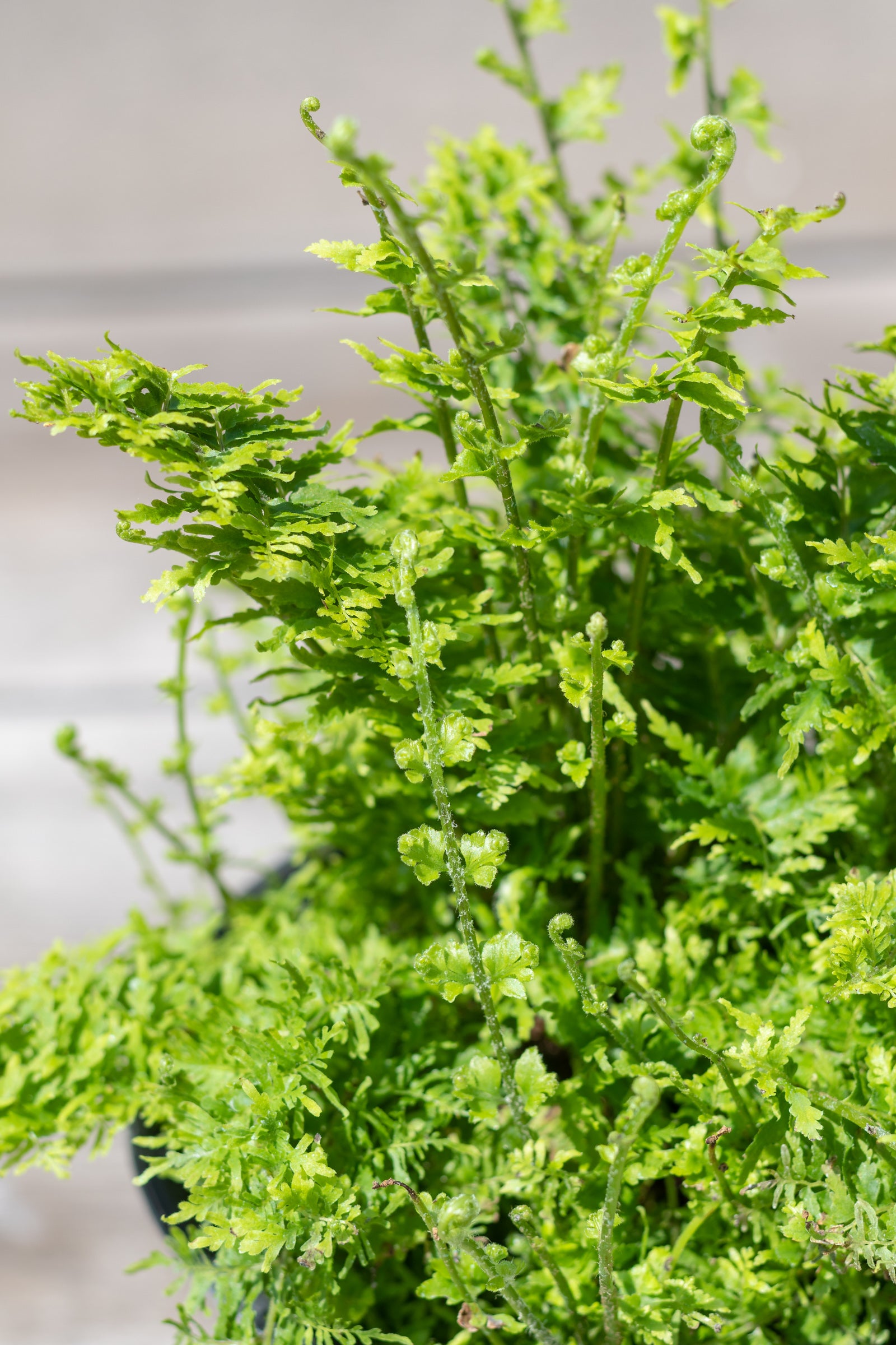 Close up of Nephrolepis ‘Emerald Vase’ leaves