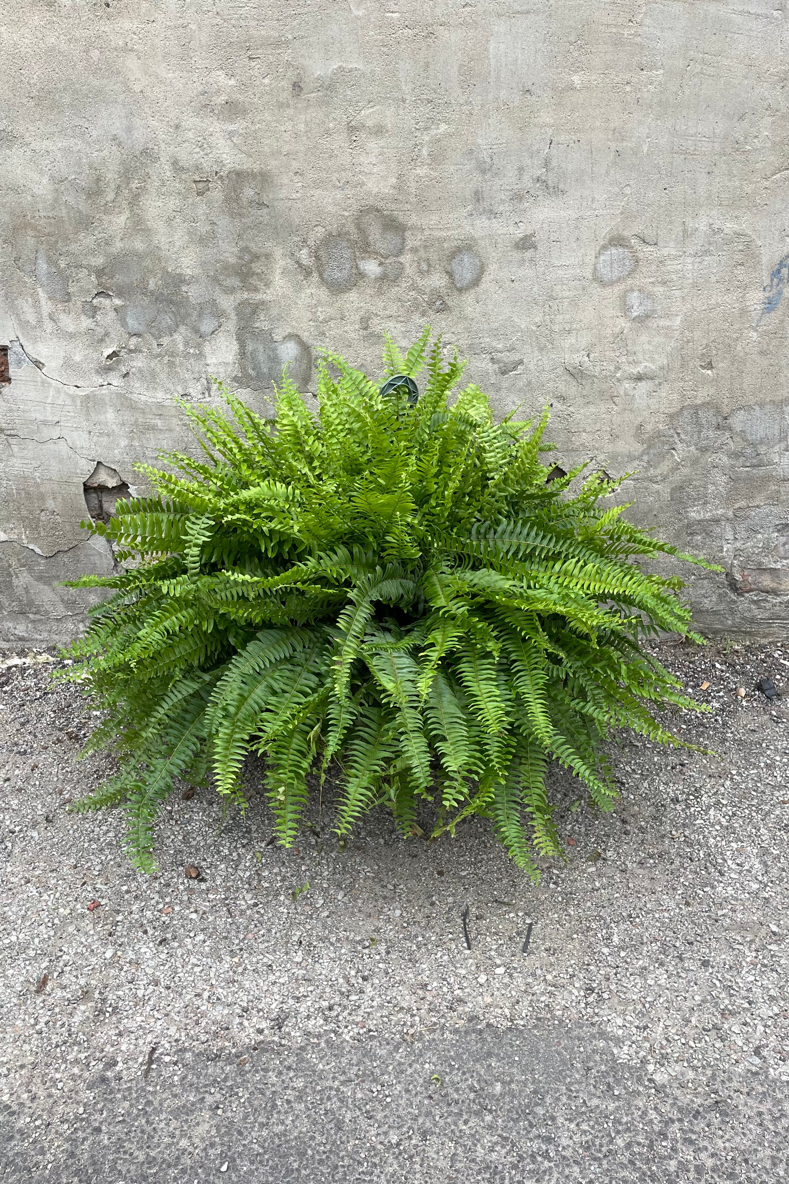 Nephrolepsis exaltata 'Massii' in a 12" growers pot against a grey wall