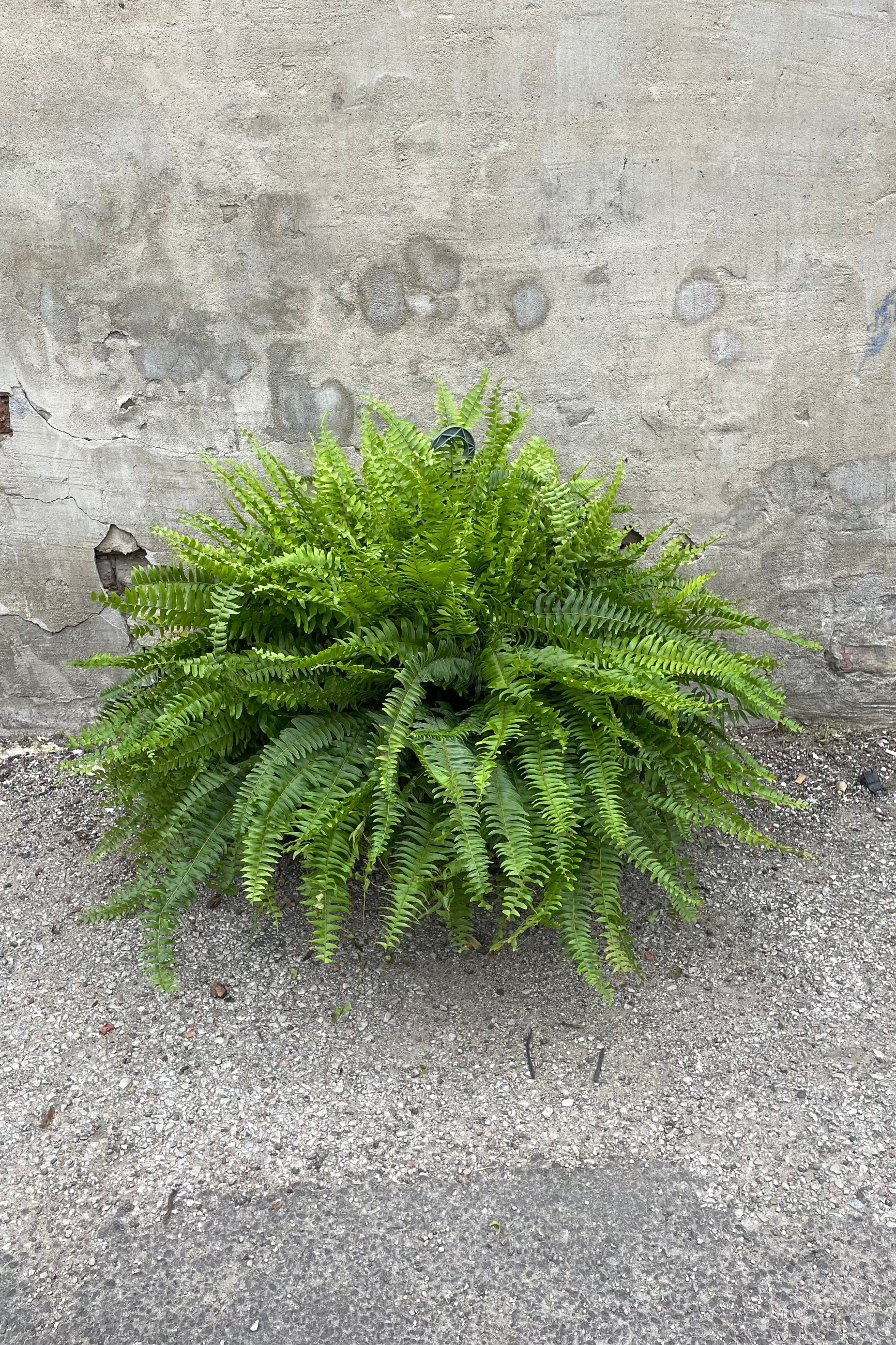 Nephrolepsis exaltata 'Massii' in a 12" growers pot against a grey wall ©Sprout Home