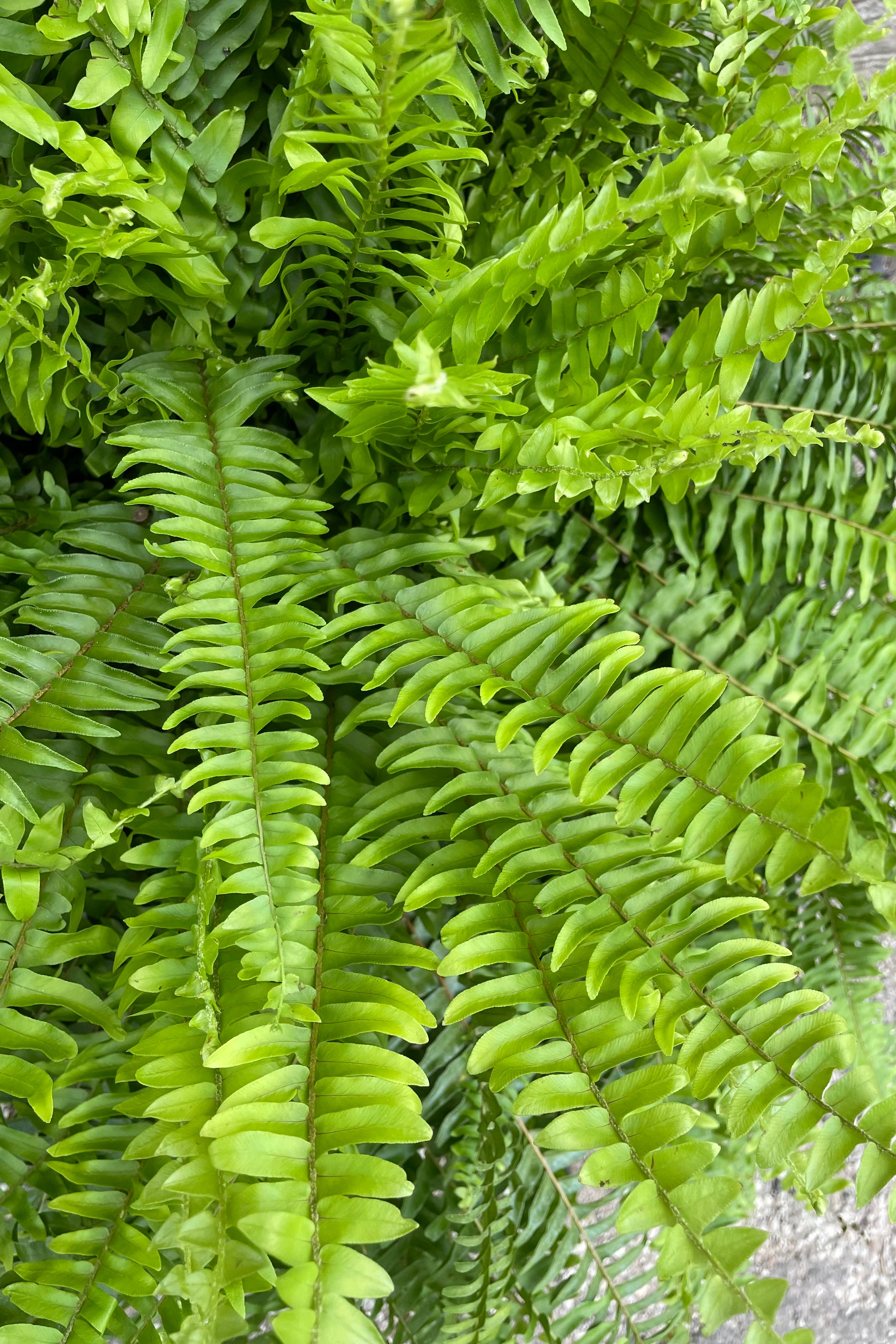 Nephrolepsis exaltata 'Massii' fern detail shot of its leaves.
