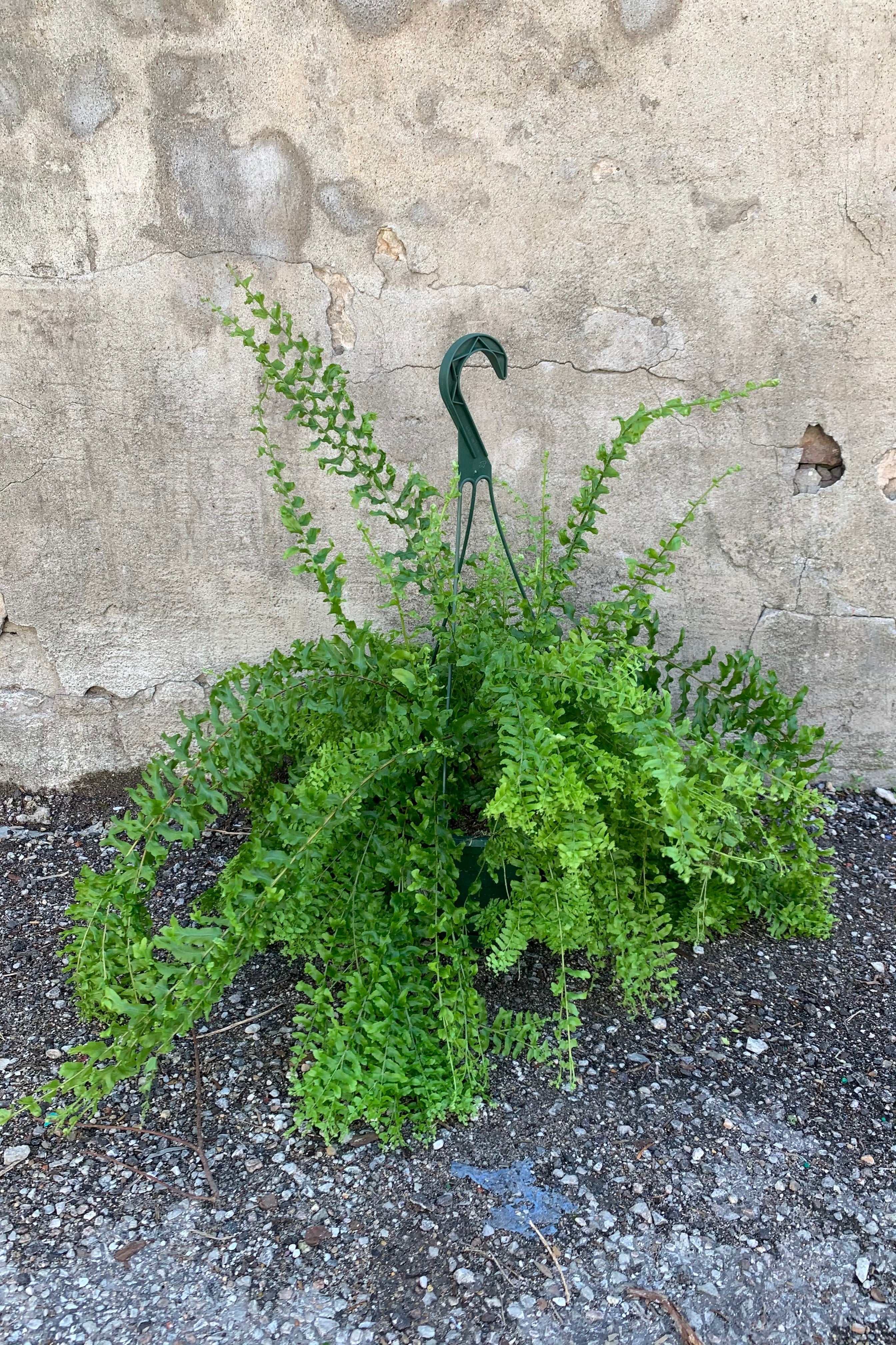 far away shot of curly fern in 8 inch pot