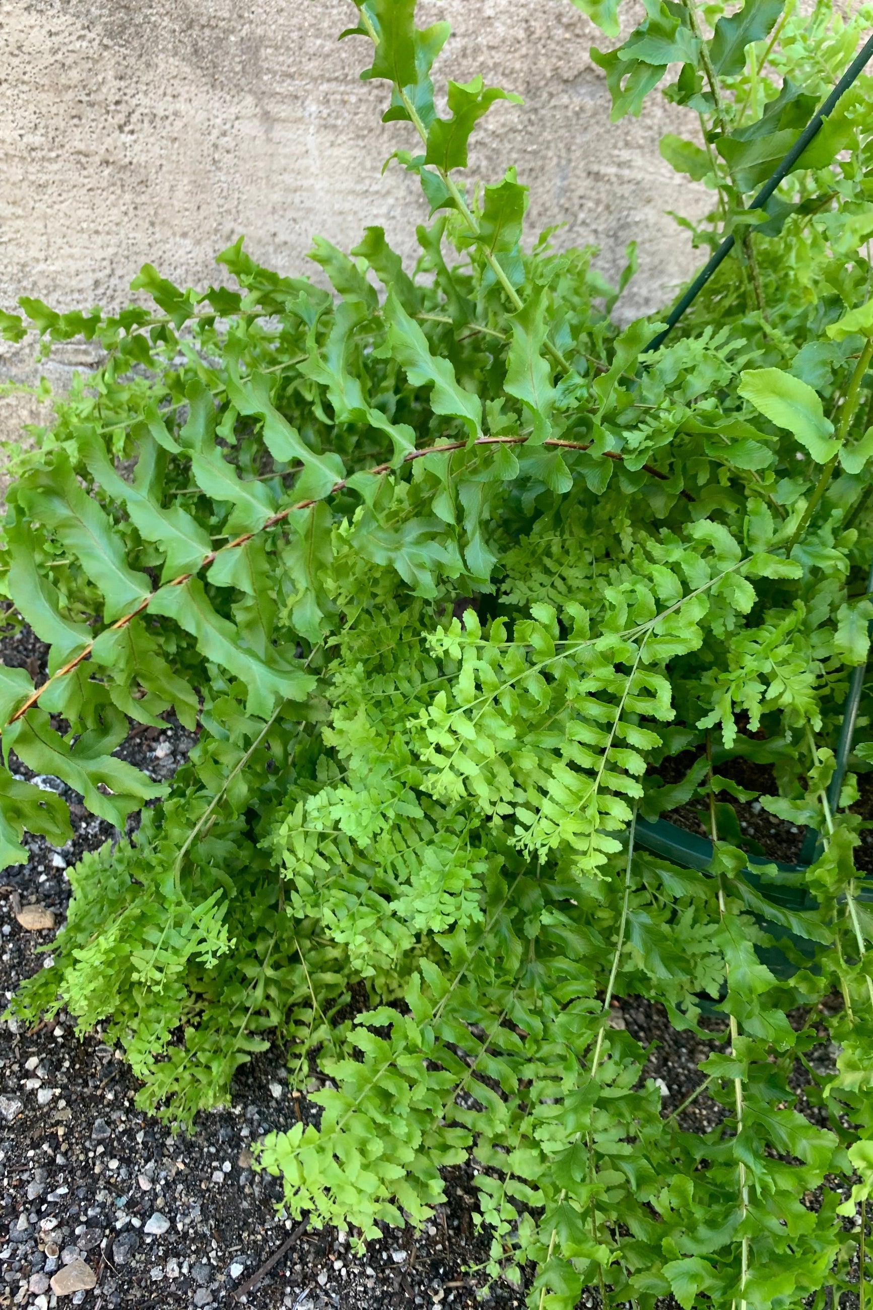 close up shot of curly leaf fern ©Sprout Home