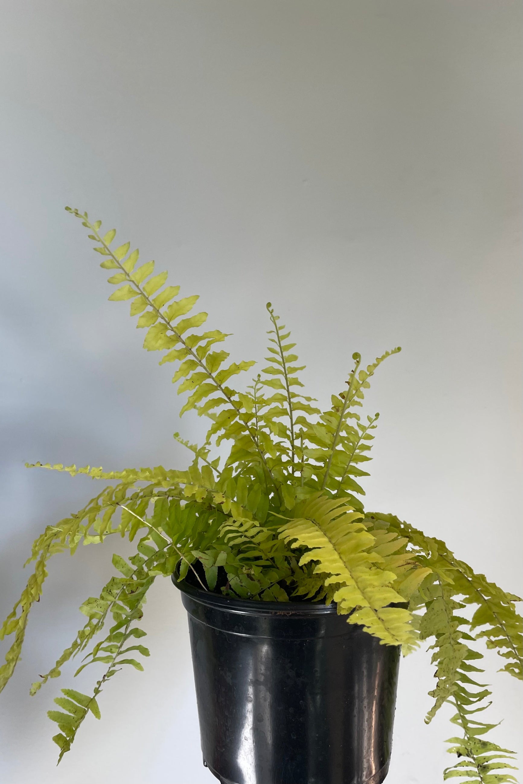 Photo of Rita's Gold Boston Fern against gray wall ©Sprout Home