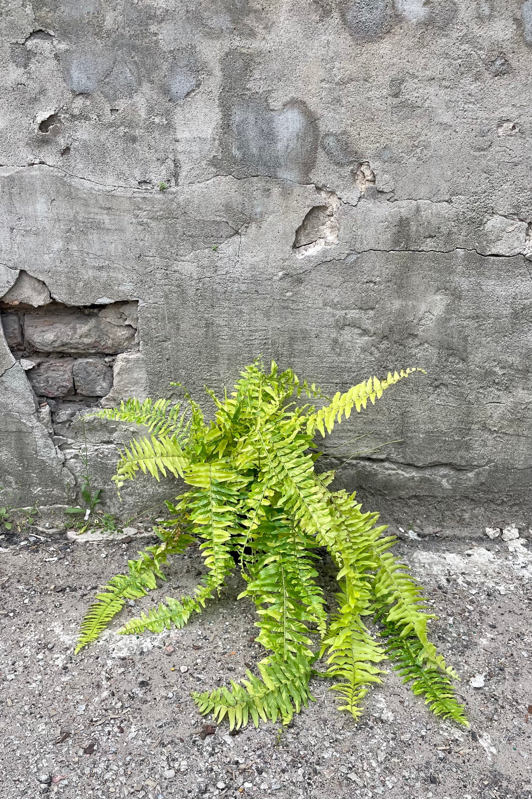Nephrolepis exaltata 'Tiger' 6" neon striped fronds against a grey wall ©Sprout Home