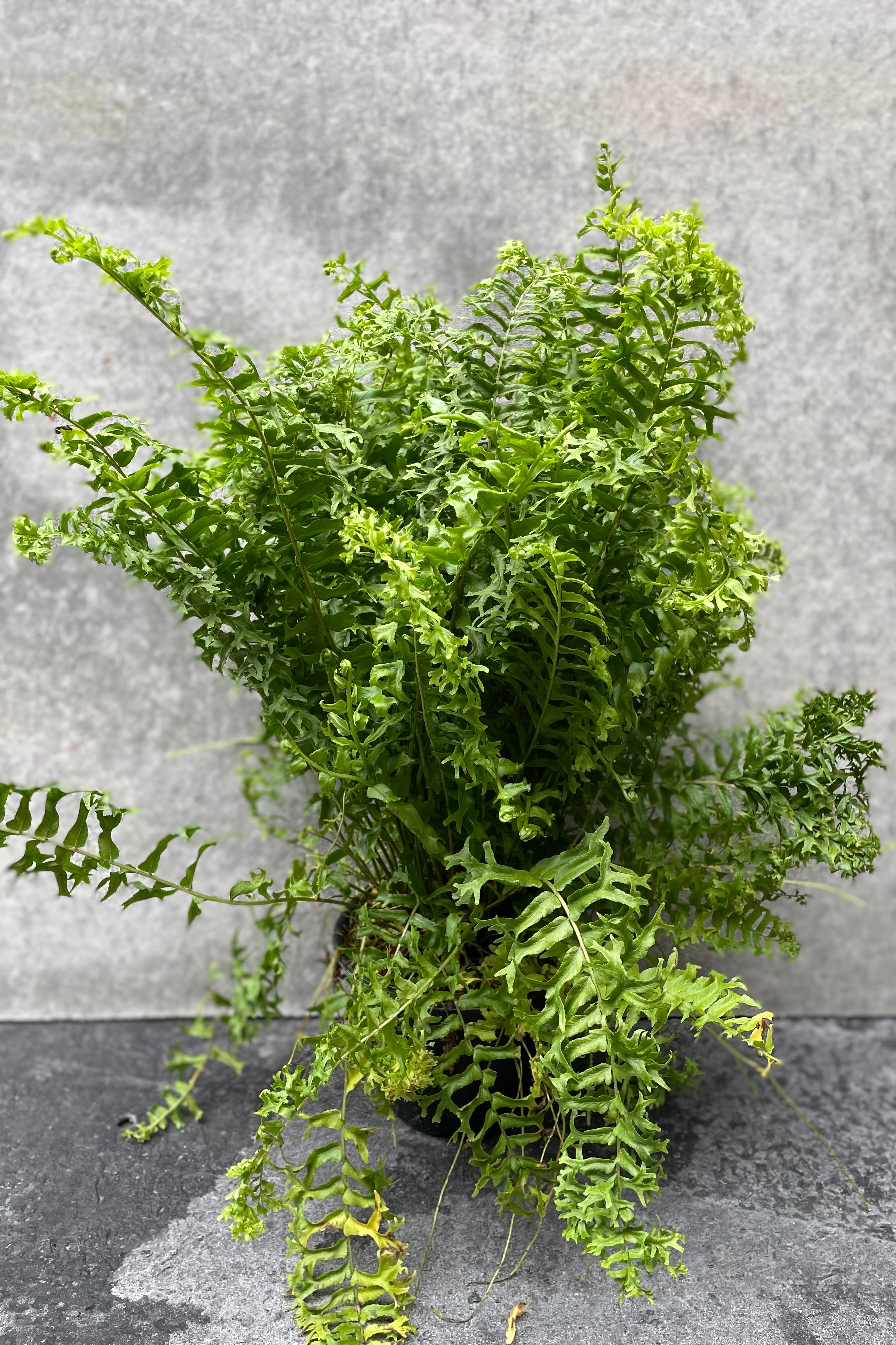 Nephrolepis falcata 'Furcans' "Fishtail" in grow pot in front of grey background