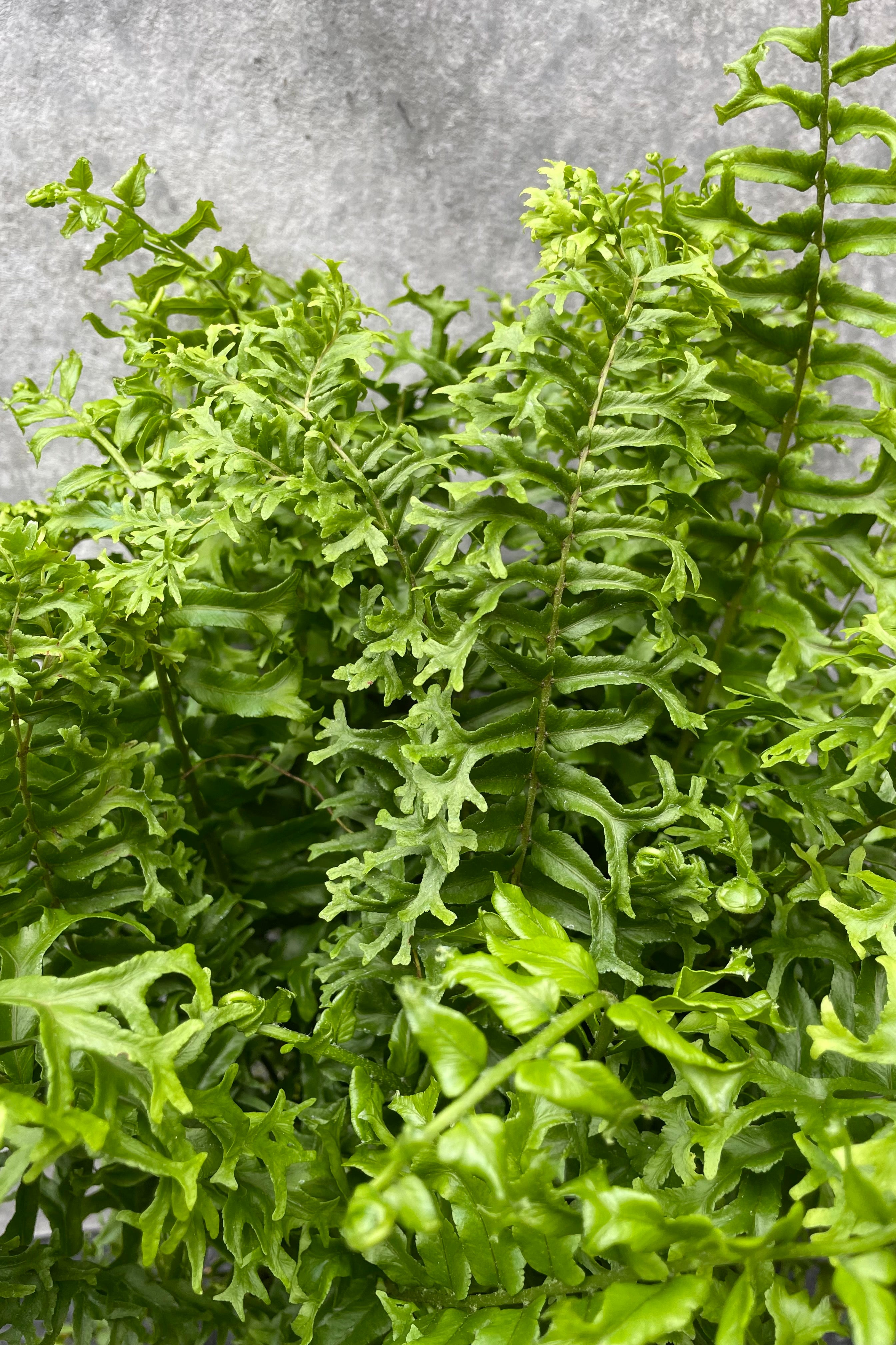 Close up of Nephrolepis falcata 'Furcans' "Fishtail" foliage