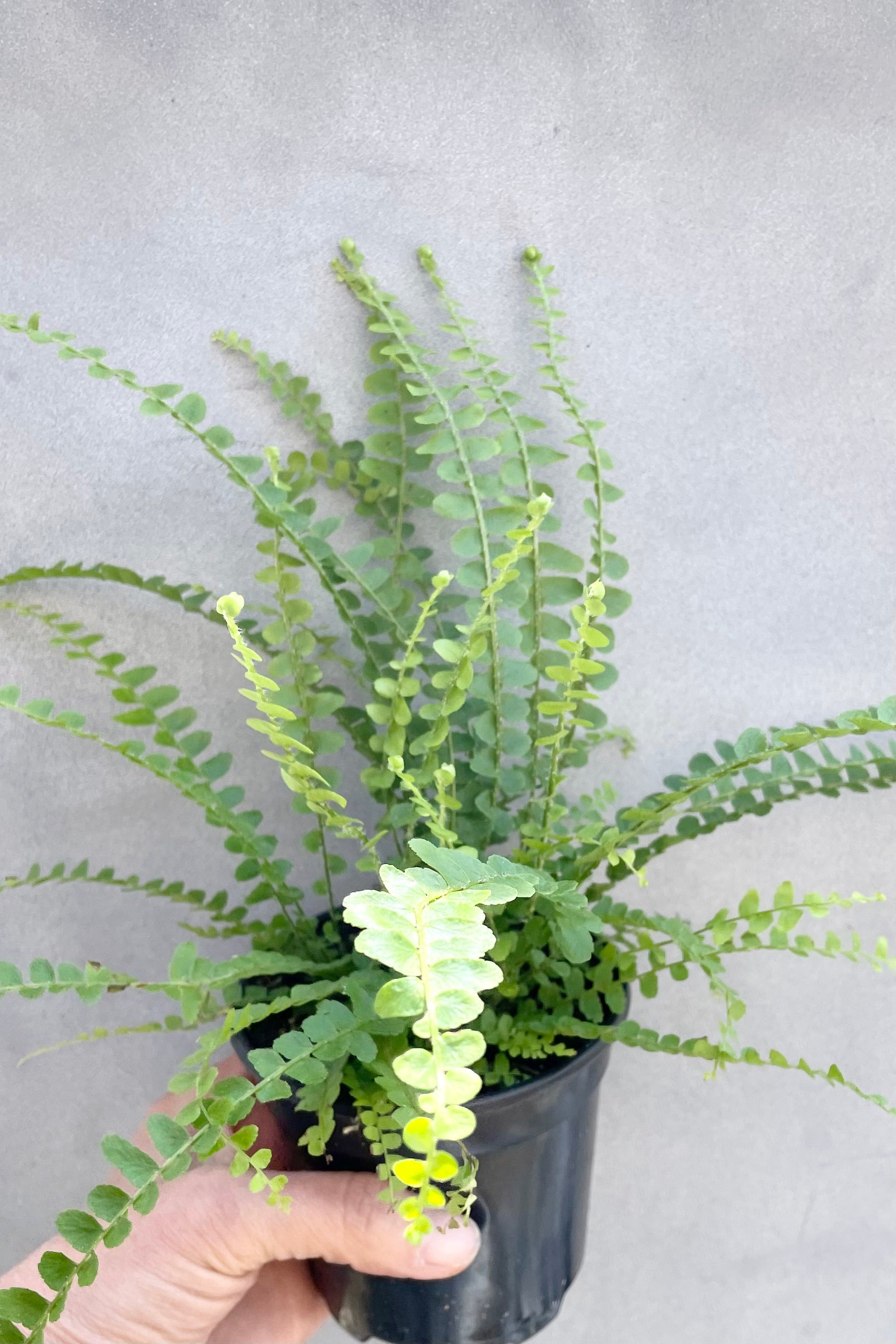 The Nephrolepsis cordifolia 'Duffi' lemon button fern in a 4" growers pot against a grey wall.