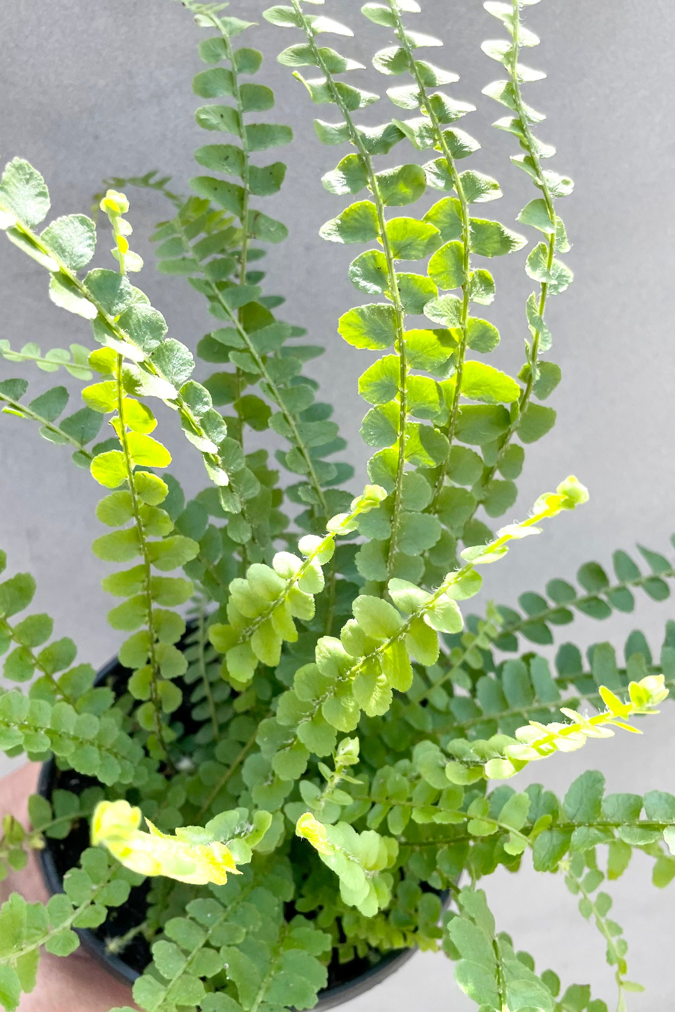 A detail picture showing the button like fronds of the Nephrolepsis 'Duffi'.