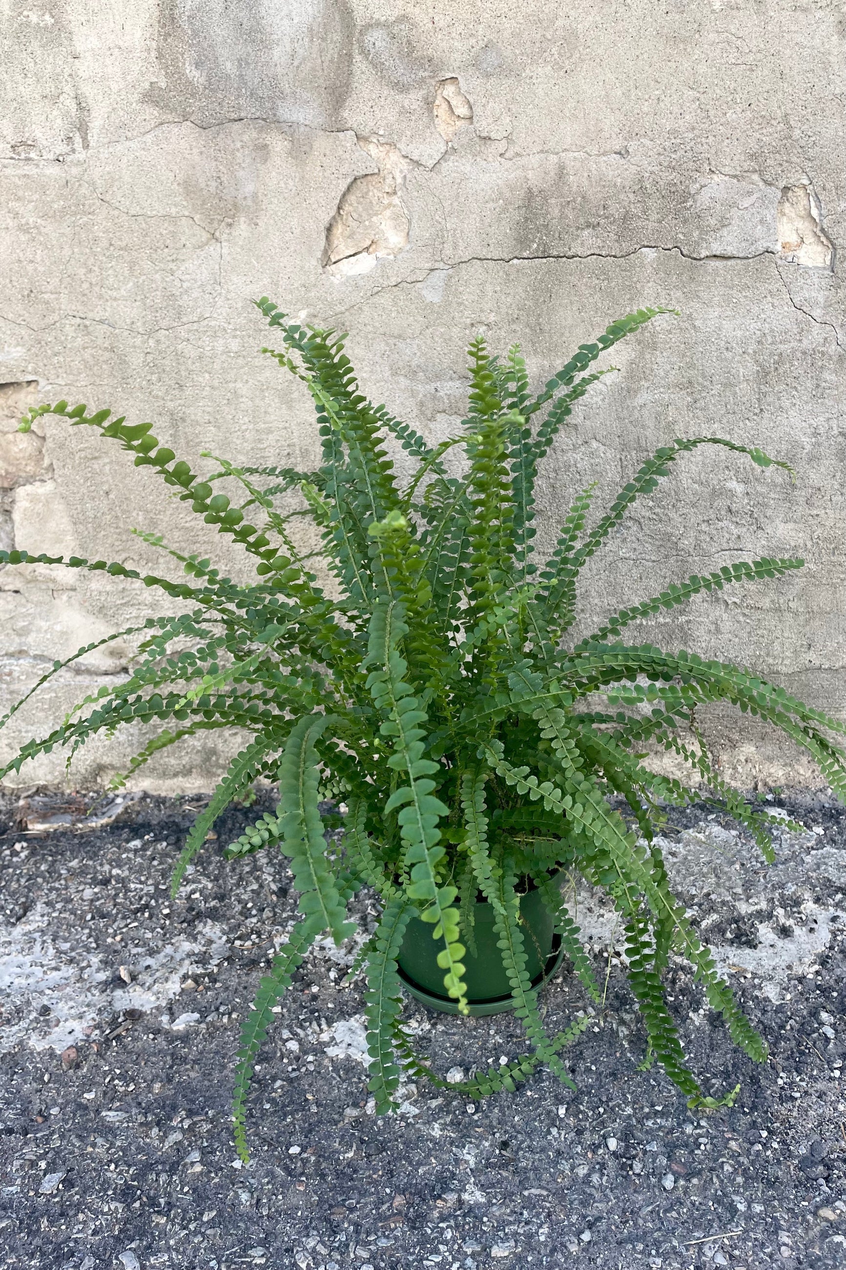 A full view of the Nephrolepis cordifolia 'Duffii' "Lemon Button Fern" 6" against a concrete backdrop ©Sprout Home