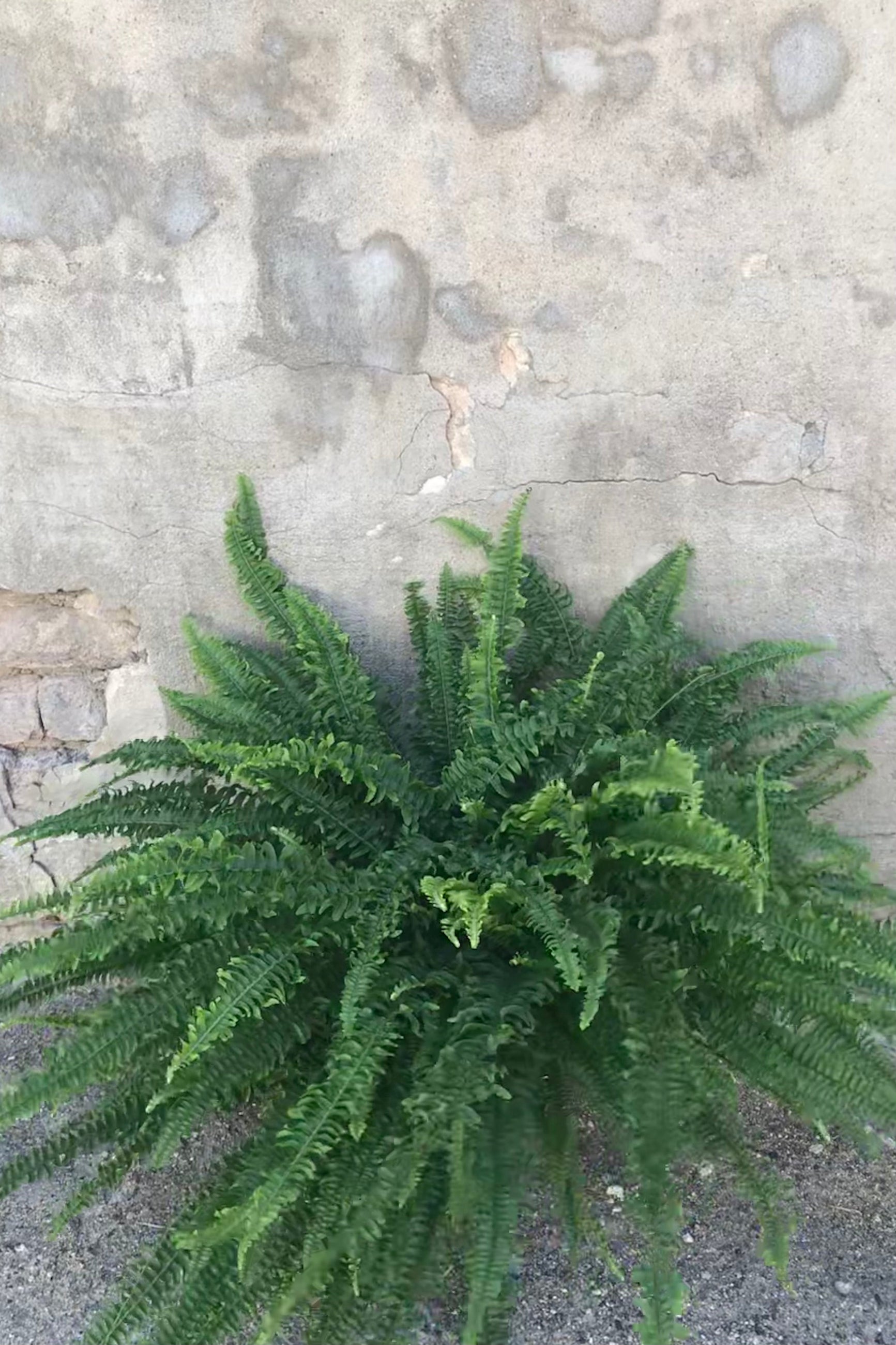 Nephrolepis obliterata 'Kimberley Queen' in grow pot in front of concrete wall ©Sprout Home
